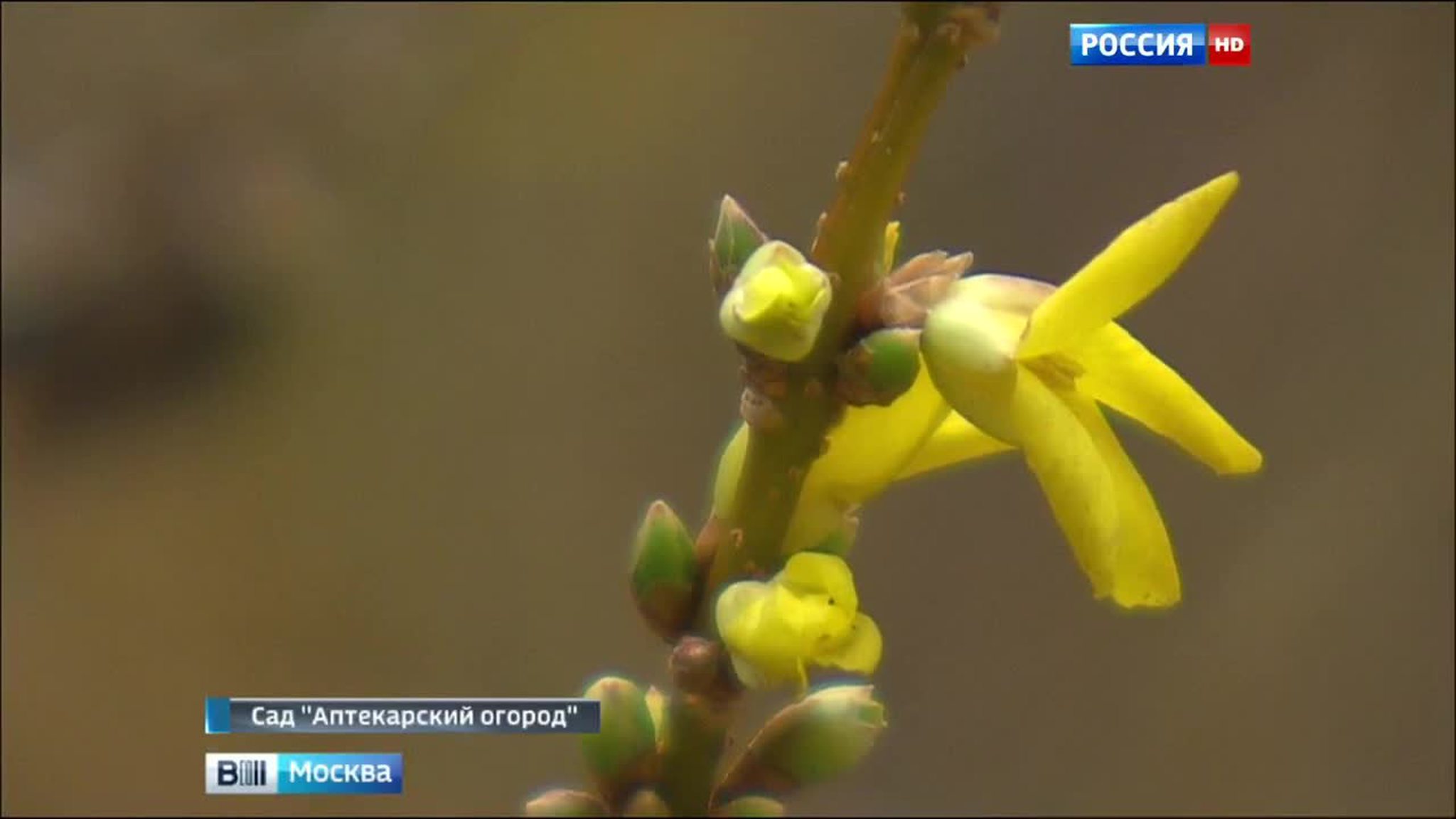 Аномальное тепло повлияло на московскую флору