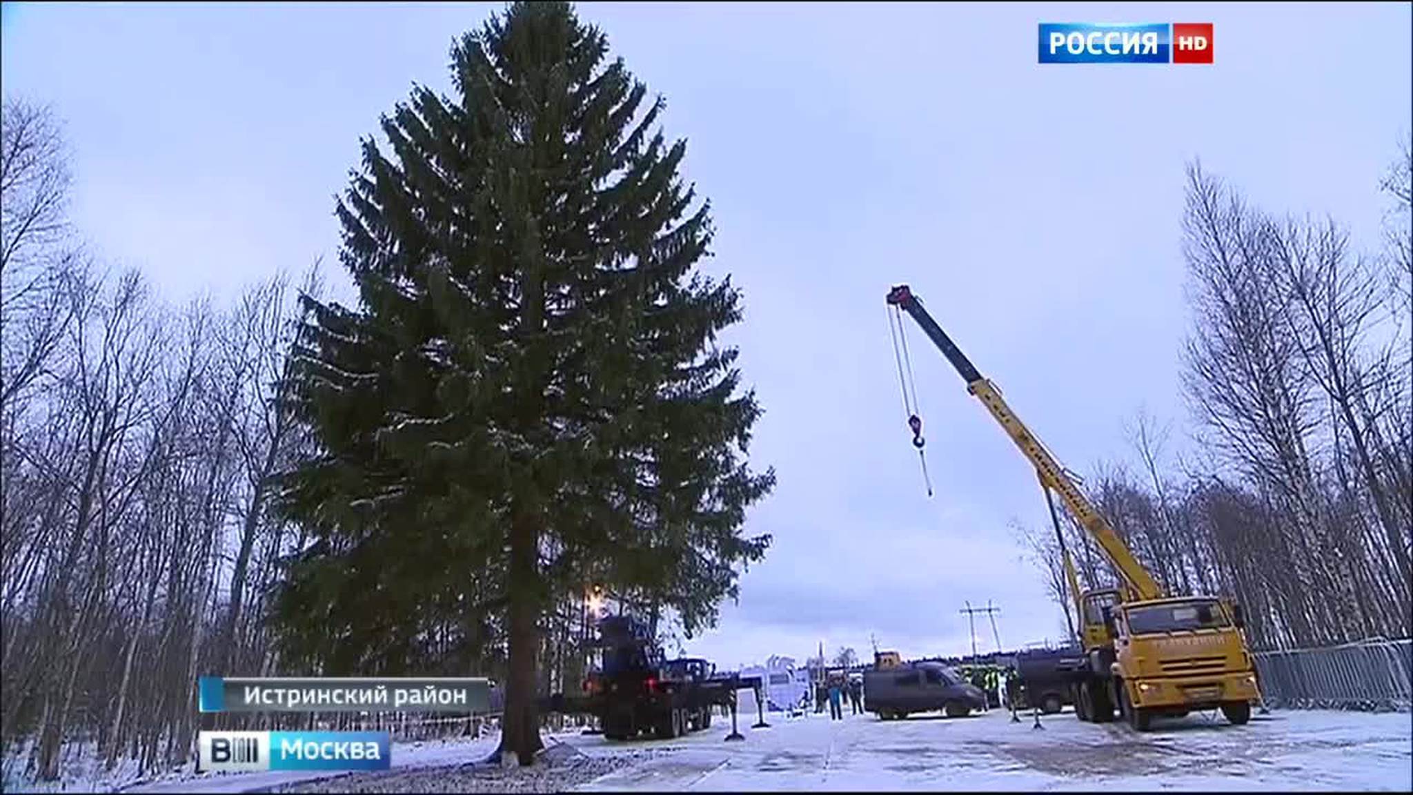 Главная новогодняя елка страны готовится к путешествию в Кремль