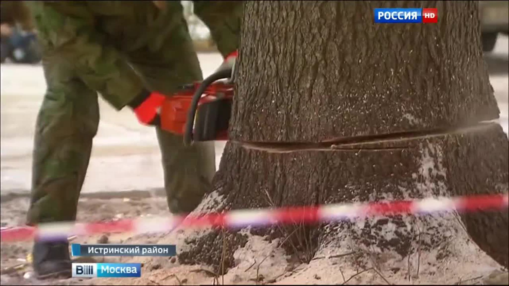 Первую красавицу истринского леса ждет путешествие в Москву