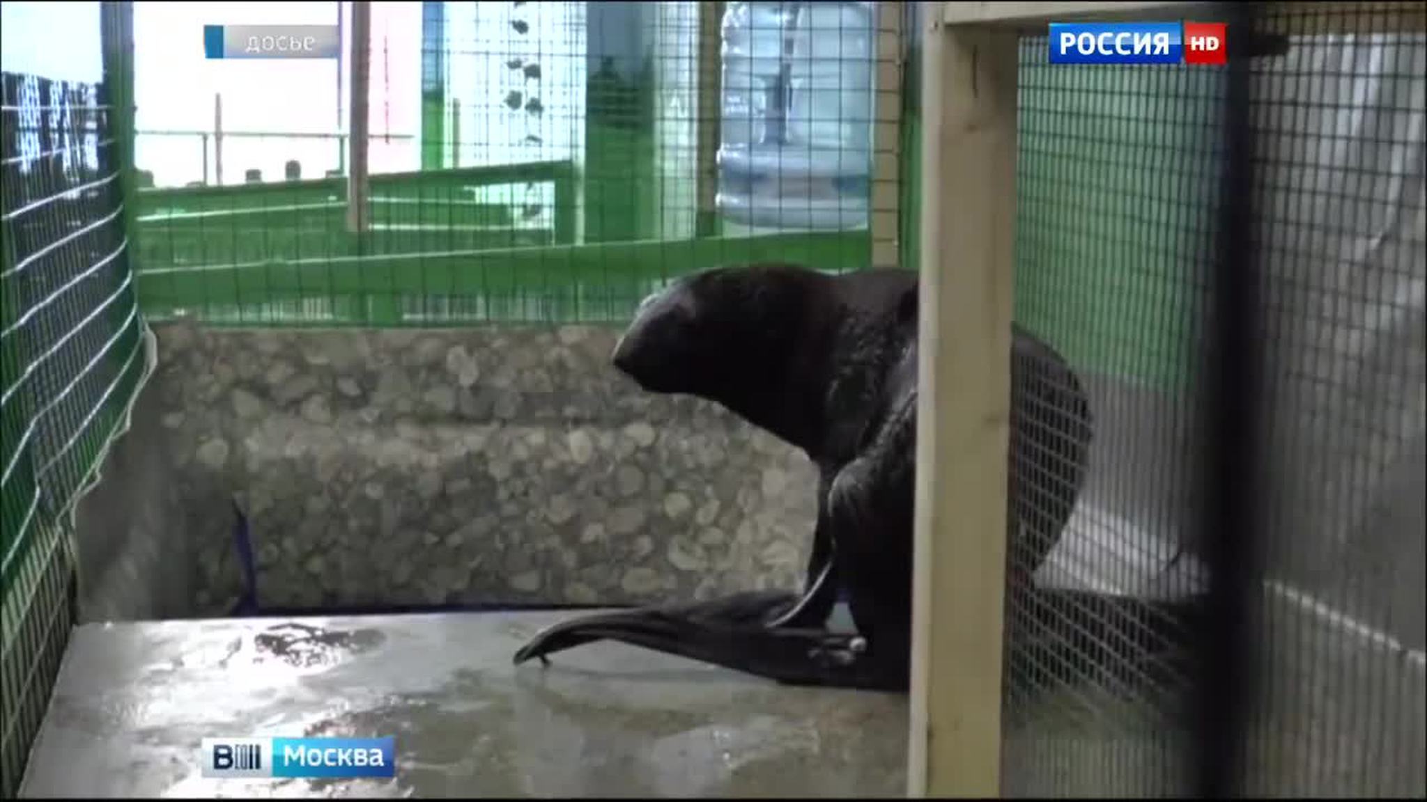 Морской котик Эйя исчезла из домодедовского контактного зоопарка