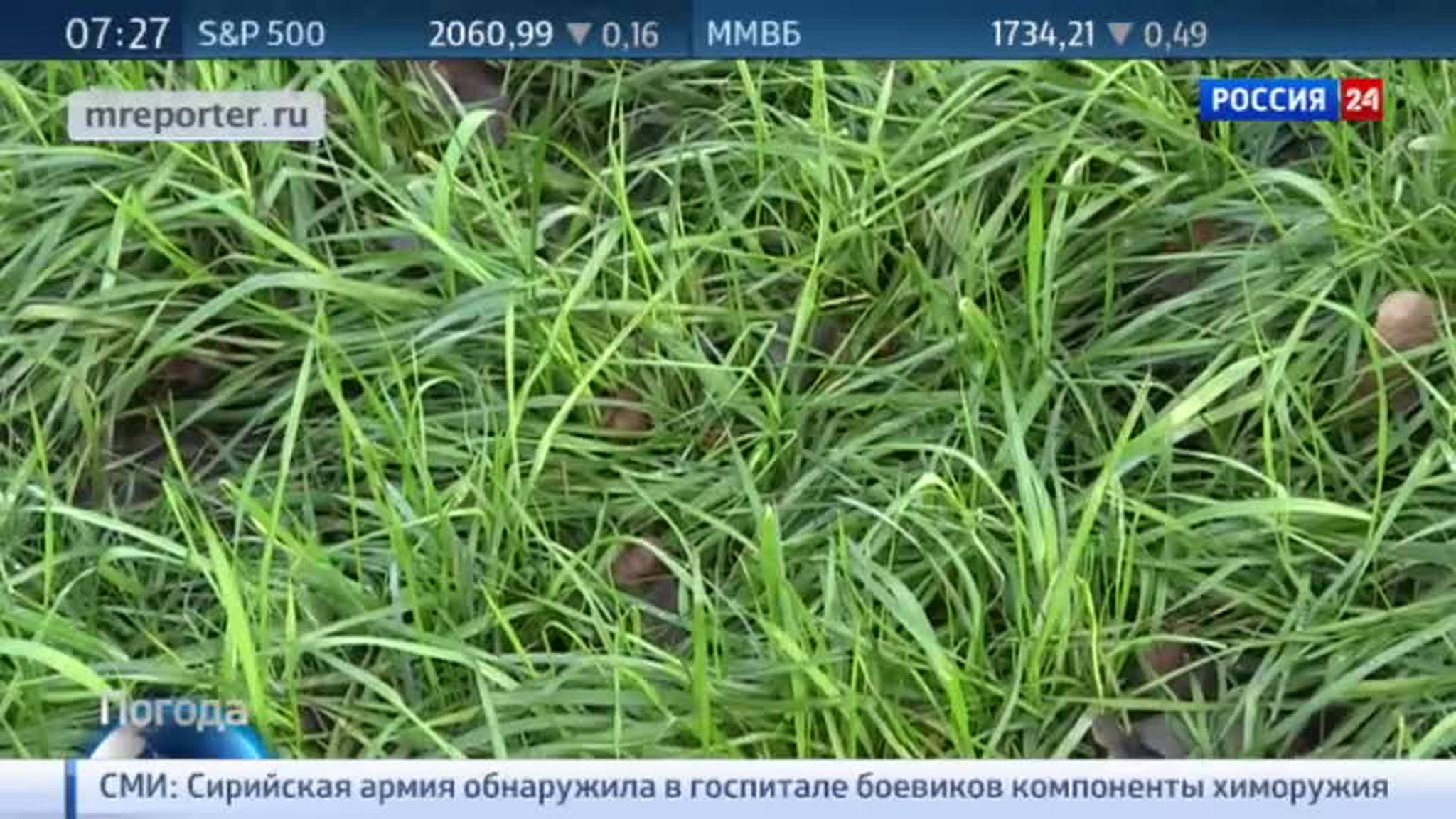 В Московском регионе зацвела верба и выросли грибы