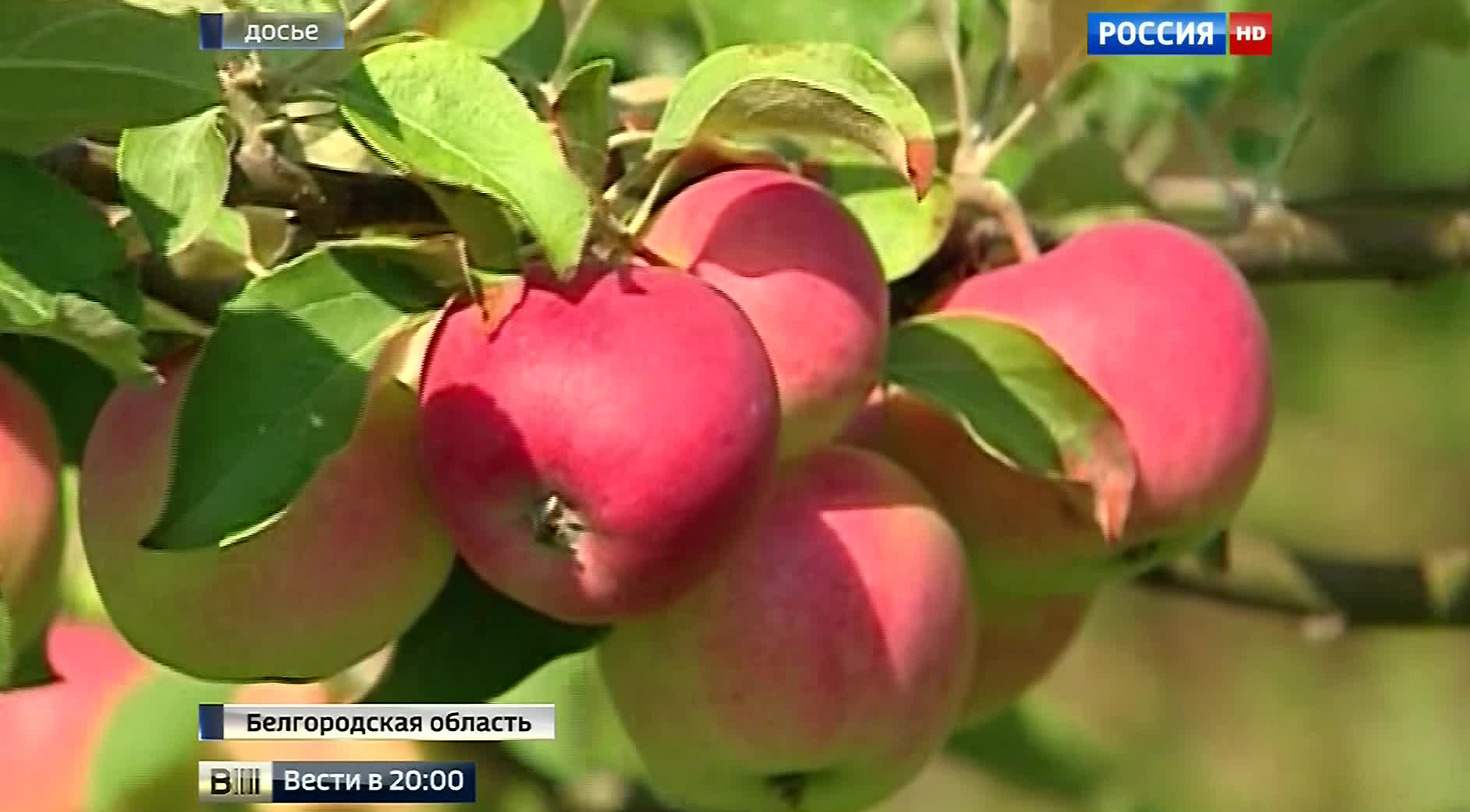 Огонь по крепости: посетители смотровой площадки приняли выстрелы за звуки петард