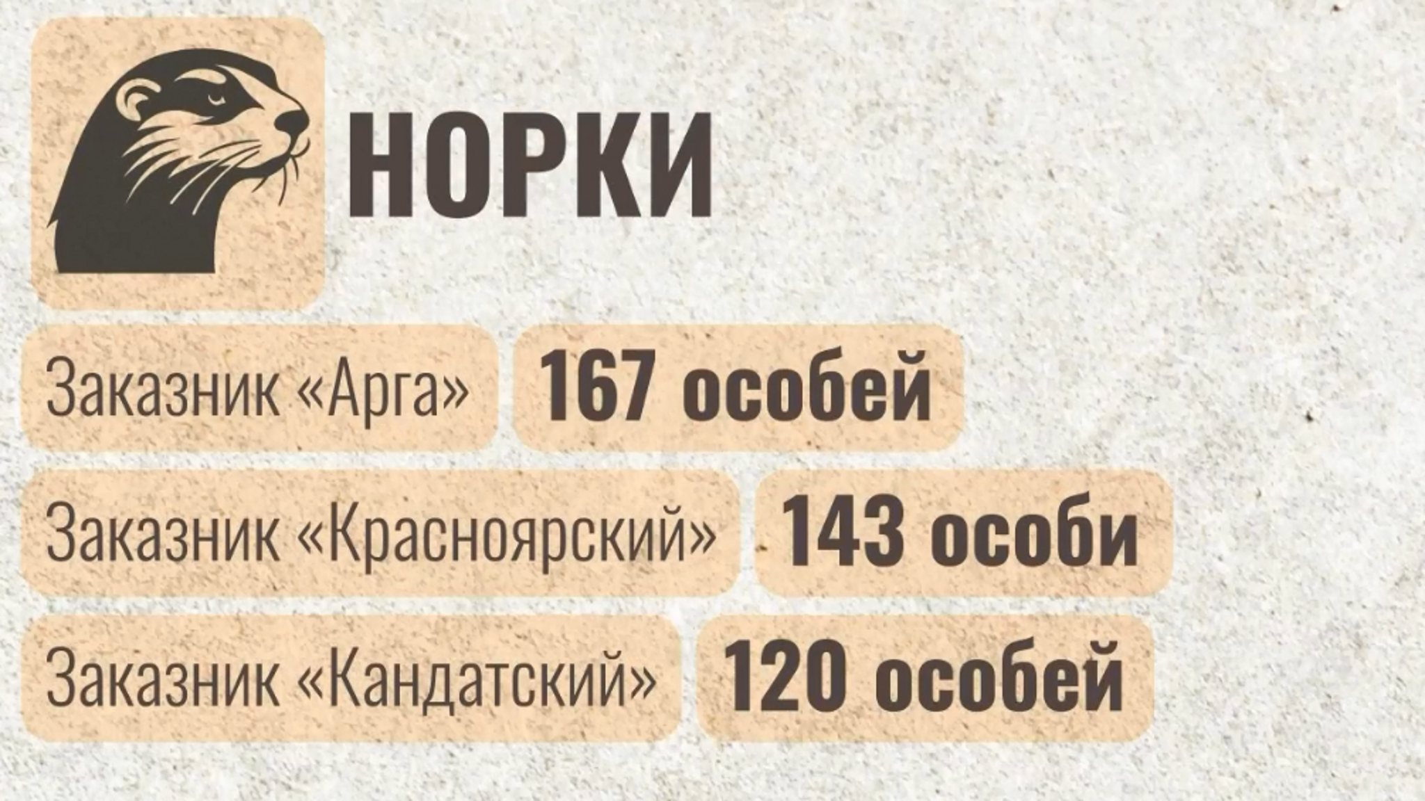 Жизнь в цифрах: численность норок и выдр на территории Красноярского края