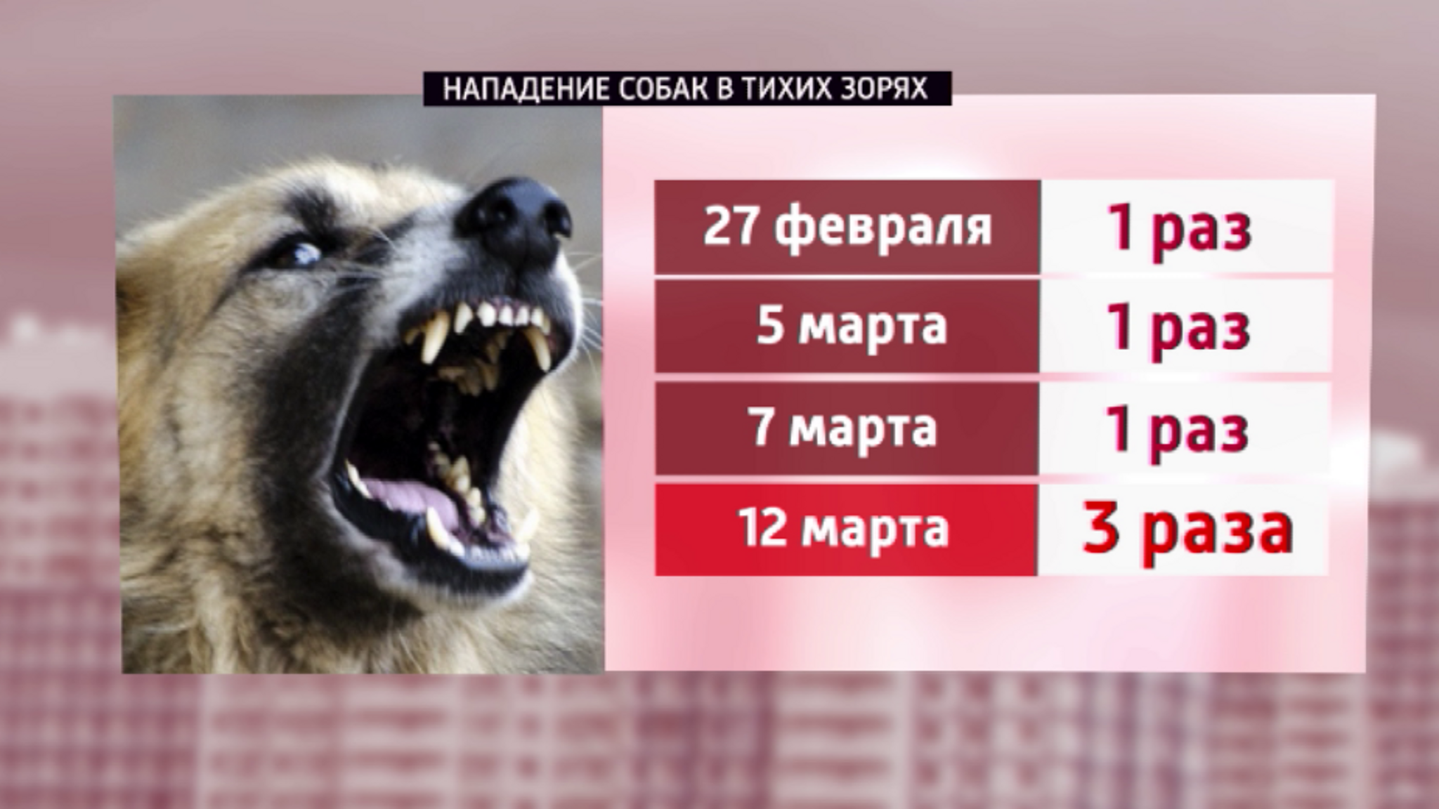 Бродячие собаки продолжают терроризировать красноярцев