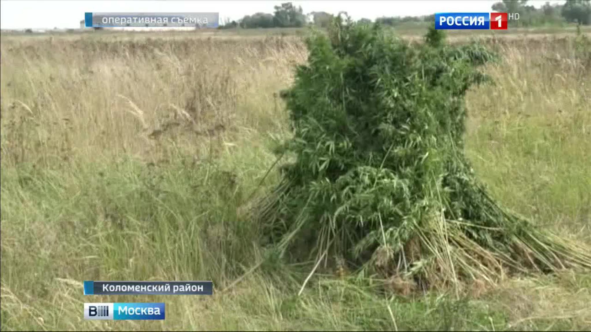 Под Коломной уничтожено поле конопли