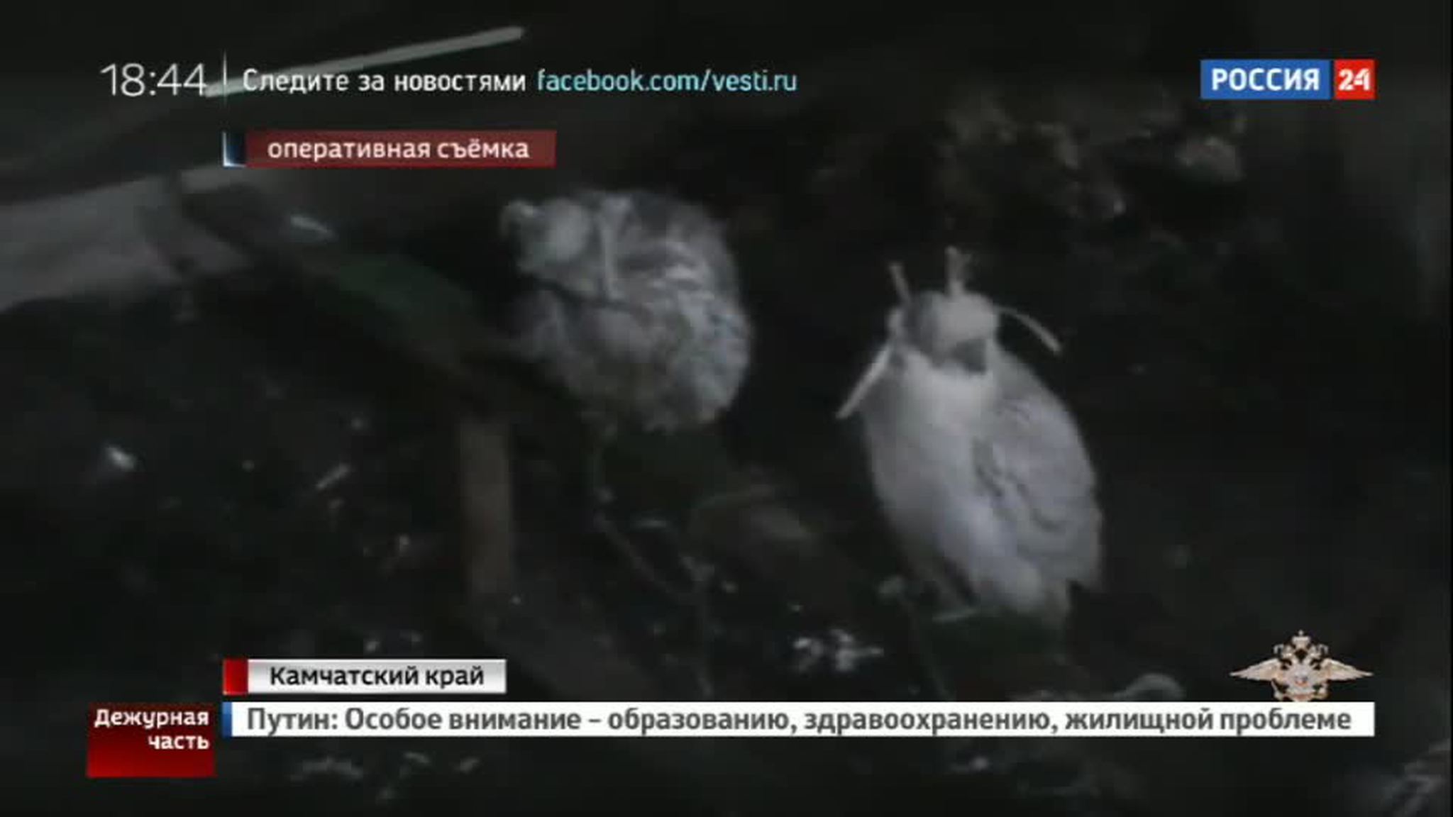 На Камчатке обезврежена группа браконьеров, торговавших редкими соколами