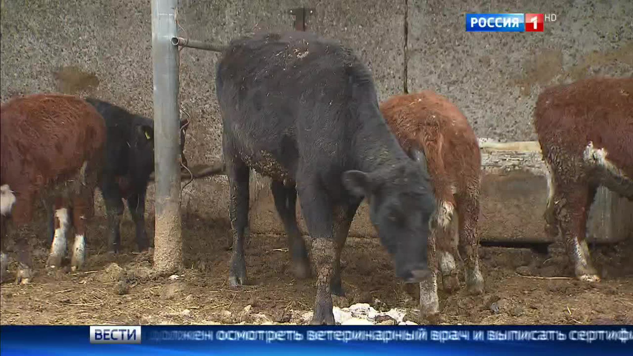 Ребенок отравился продукцией подмосковного мясокомбината