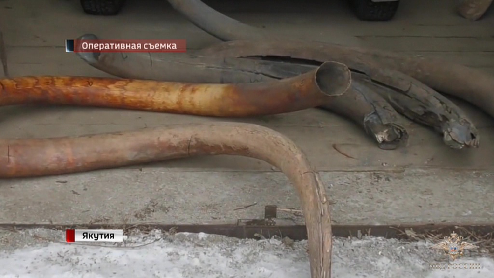 В Якутии раскрыта кража бивней мамонта на 11 млн рублей