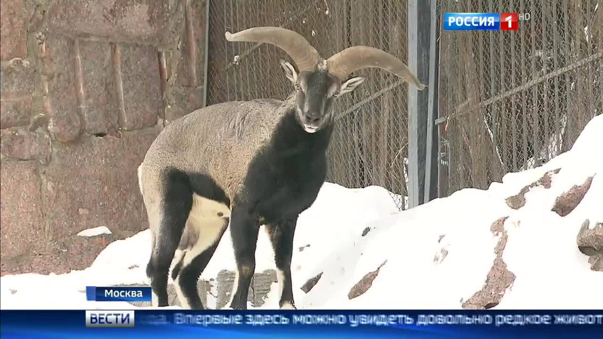 В Московском зоопарке впервые можно увидеть голубого барана