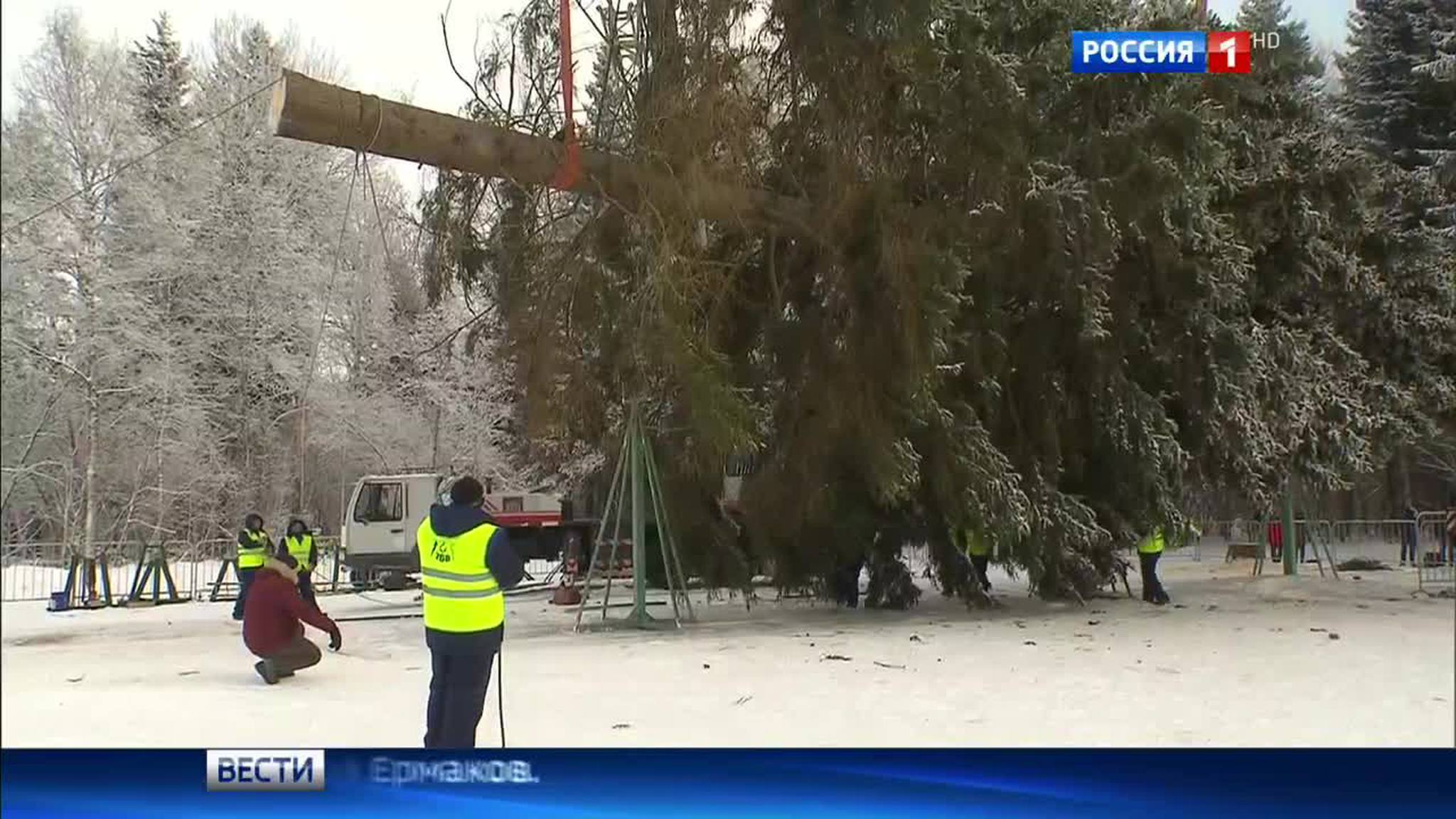 В Истринском лесничестве срубили главную новогоднюю ель страны