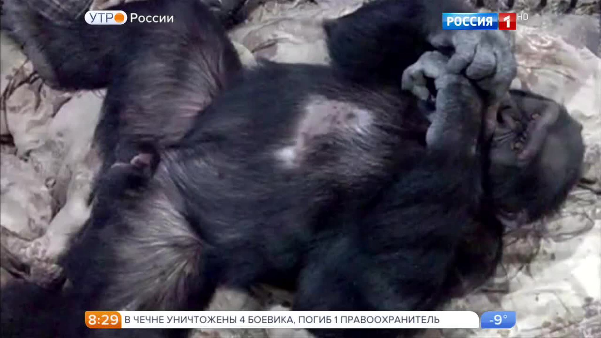 Эфир от 12.01.2017