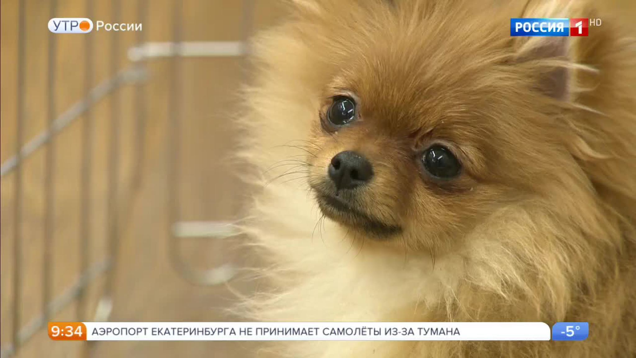 Эфир от 18.01.2017