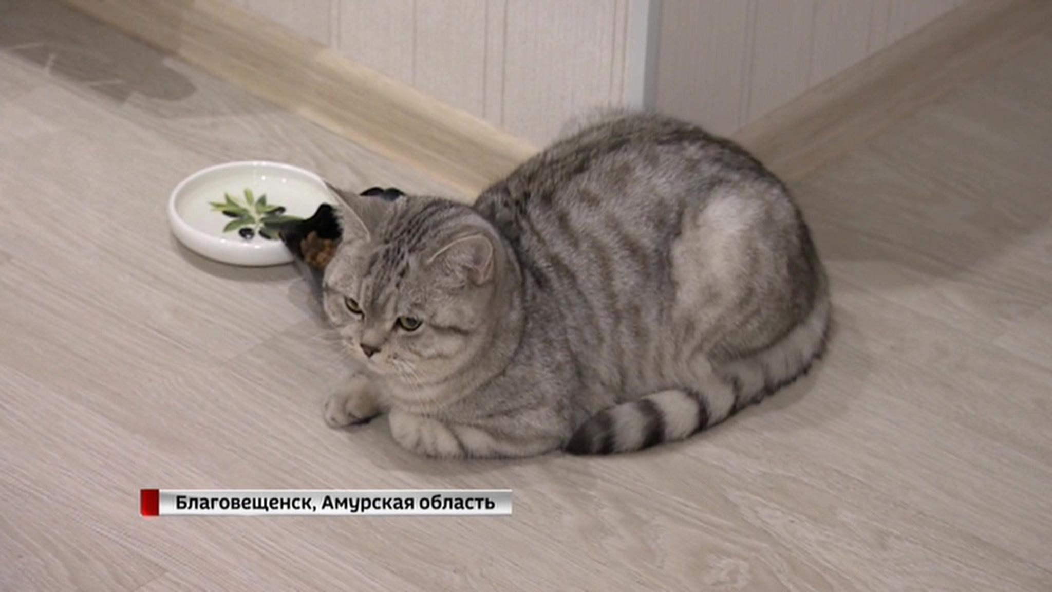 Хозяин кота-экстрасенса продал питомца за астрономическую сумму