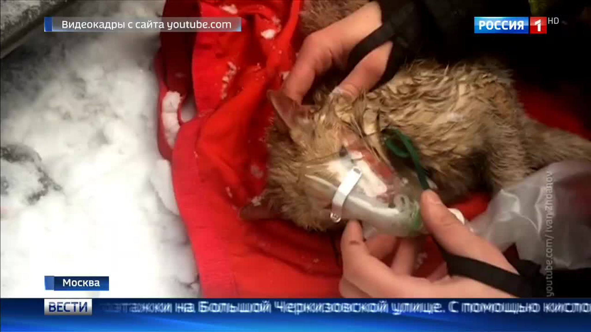 Пожарные вынесли кота из горящего дома
