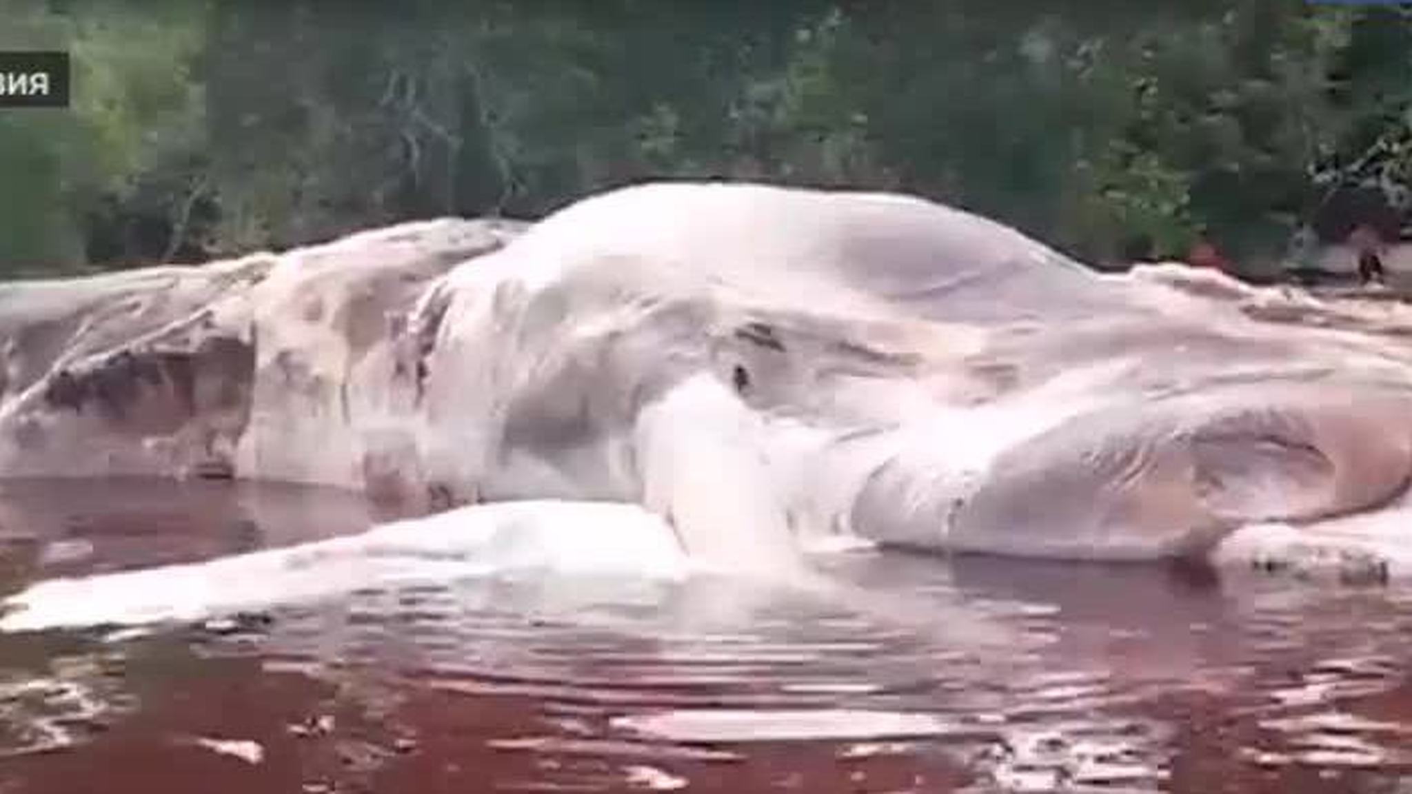 Побег из ливийской тюрьмы, морское чудовище и вежливый полицейский