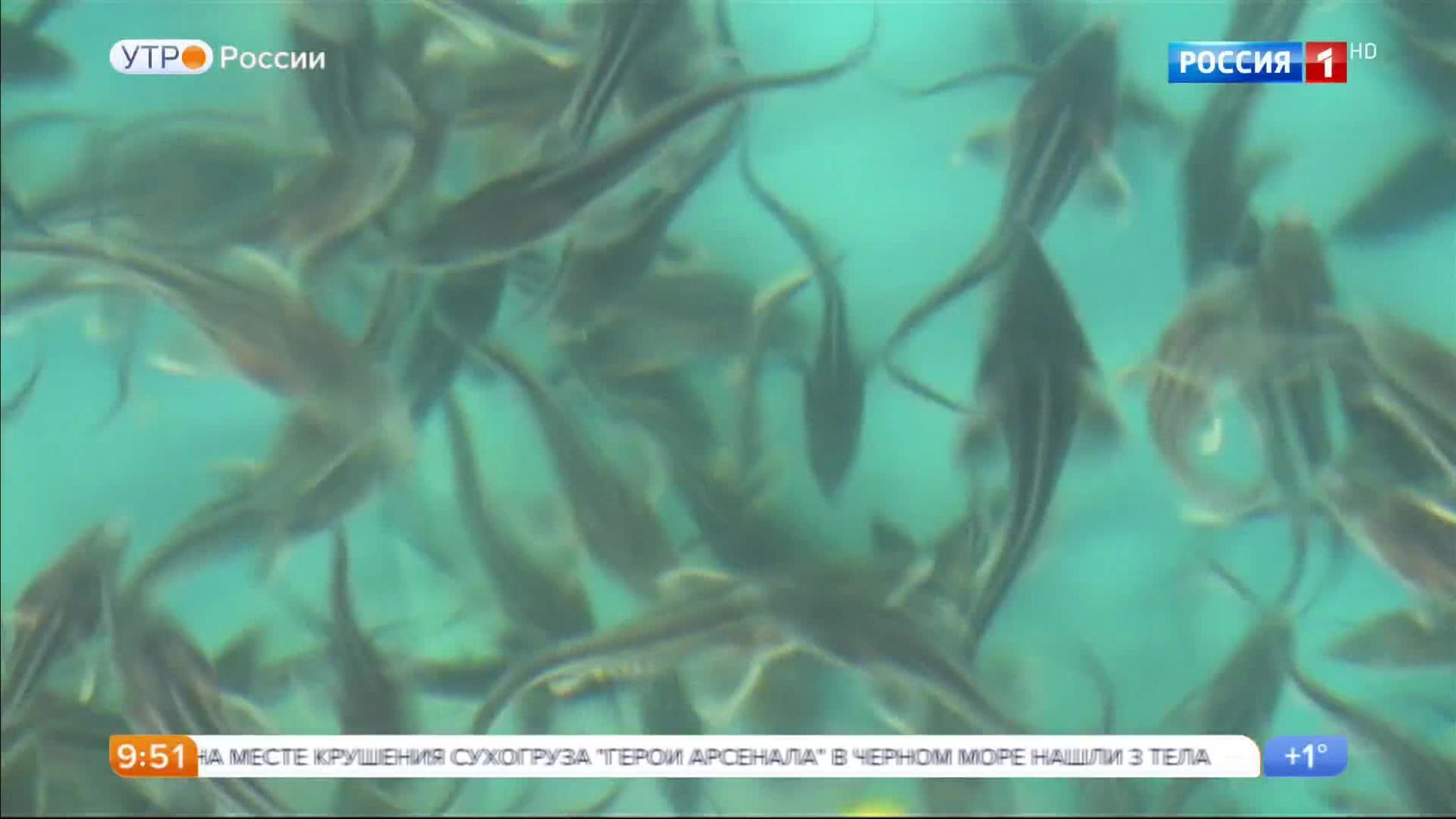 Эфир от 20.04.2017