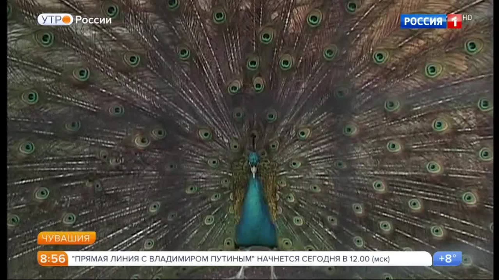 Эфир от 15.06.2017