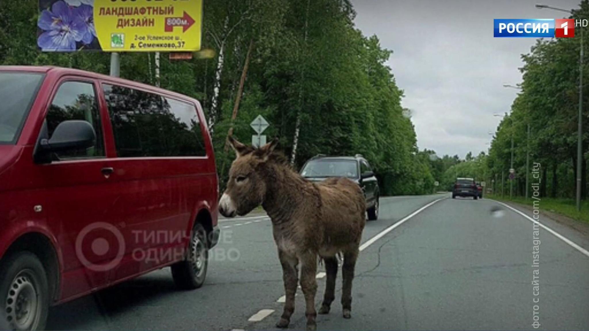 Трассу в Подмосковье перекрыл ослик
