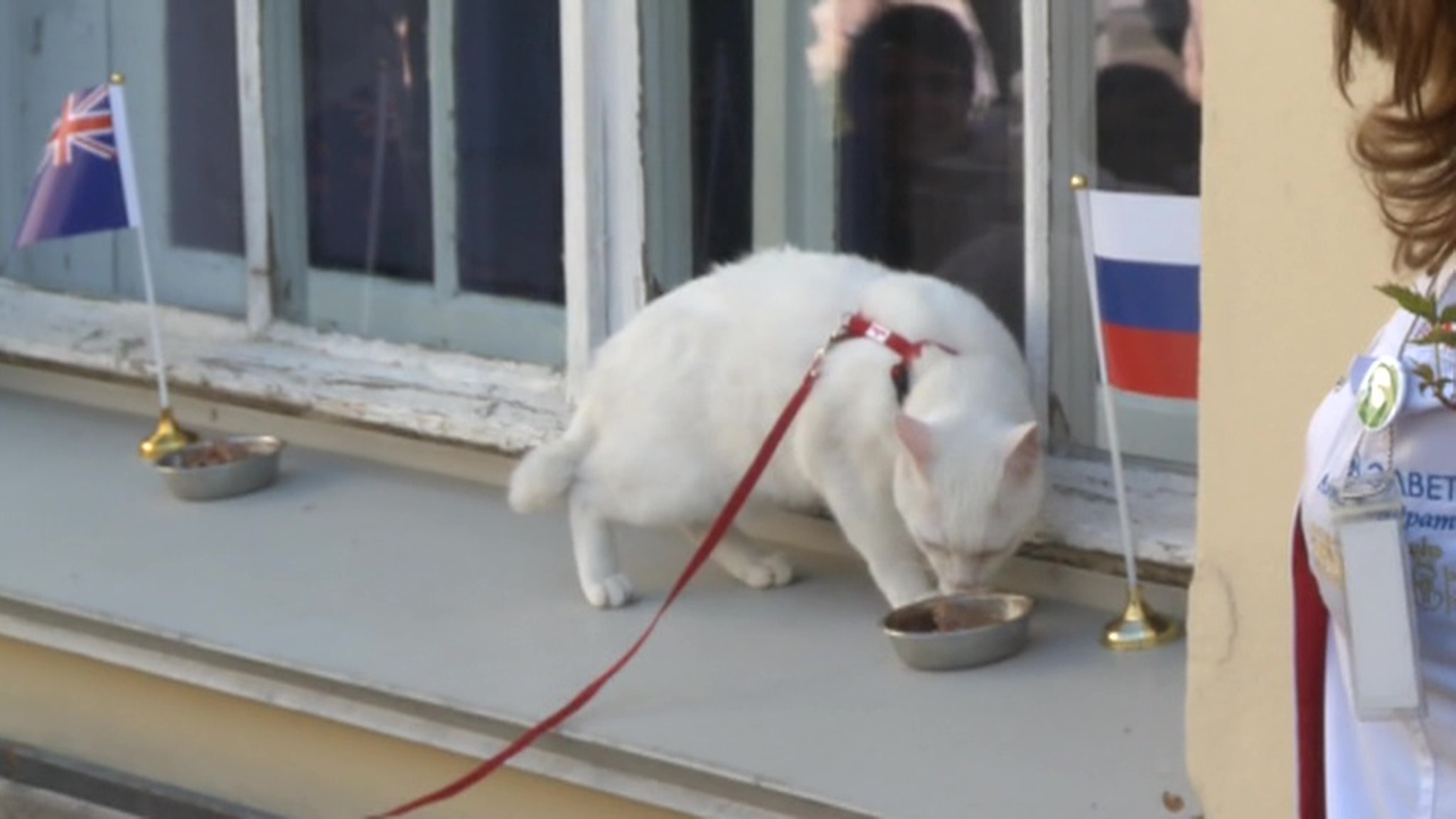 Кот Ахилл поставил на Россию на Кубке конфедераций