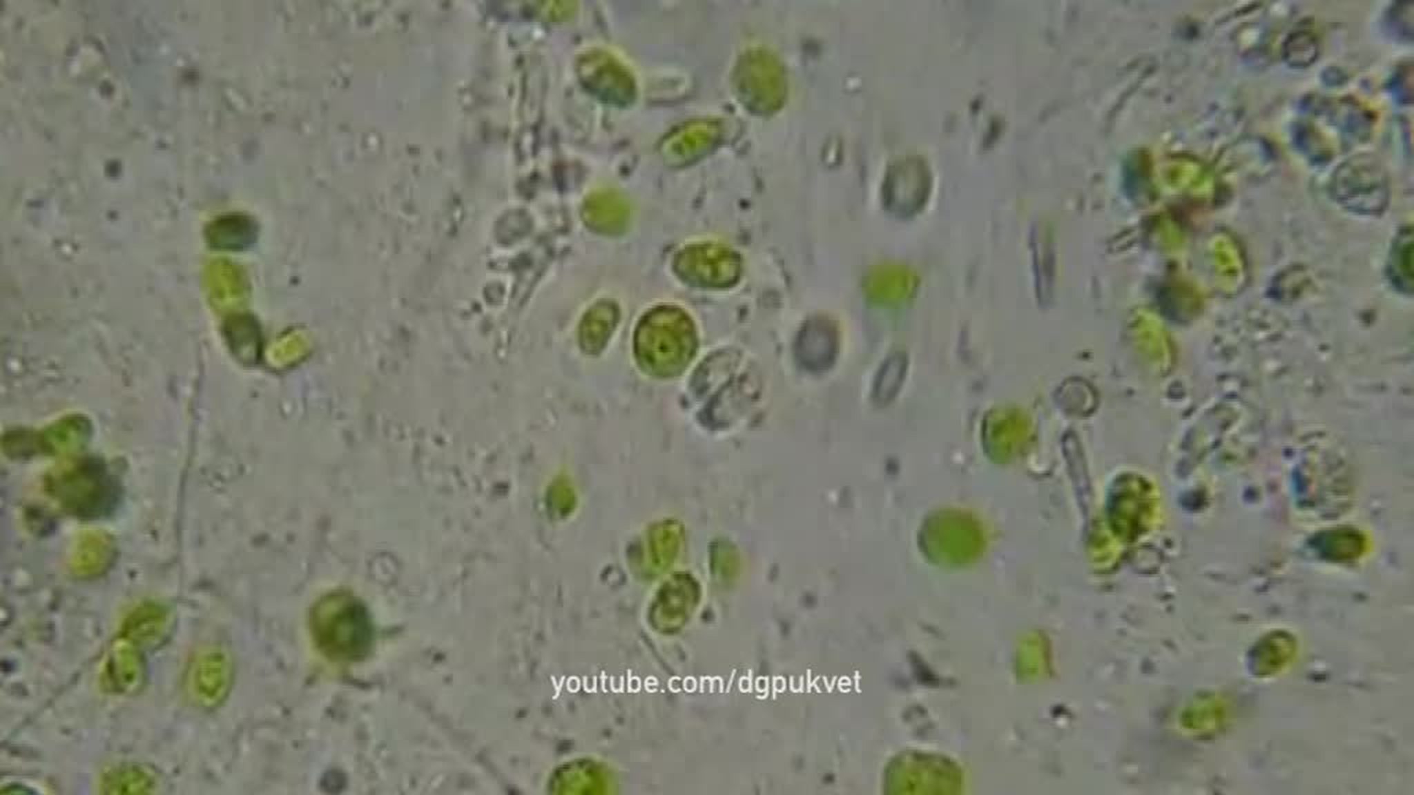 Первые животные на Земле появились после восстания водорослей