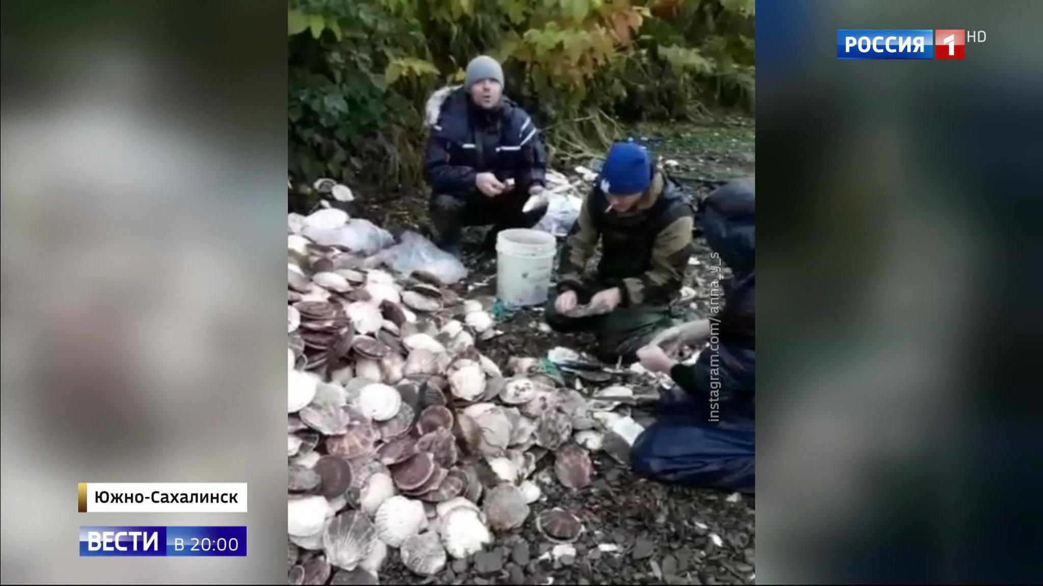 On the Bright Side of the Typhoon: Tons of Scallops Washed Up on Sakhalin Shores