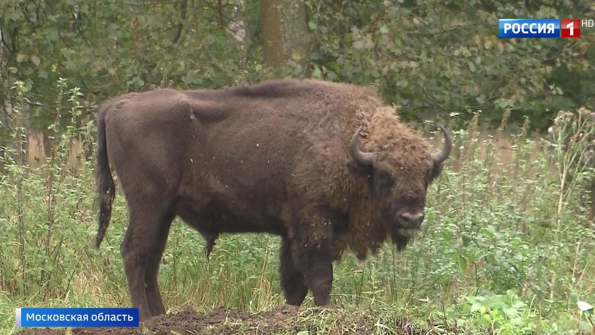 Watch: Massive Wild Bison Round-up in Moscow