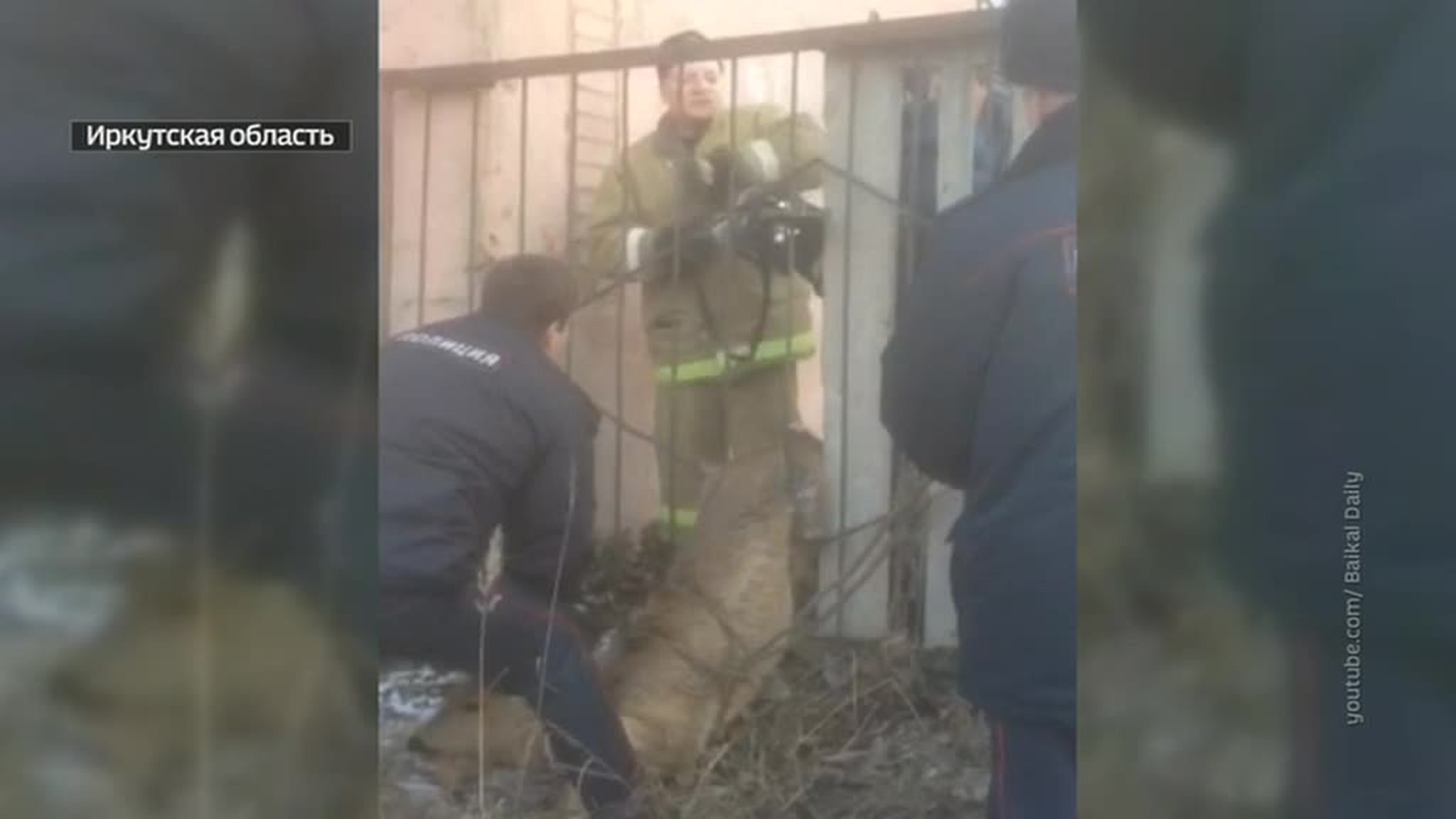 В Иркутской области полицейские спасли косулю, застрявшую в заборе