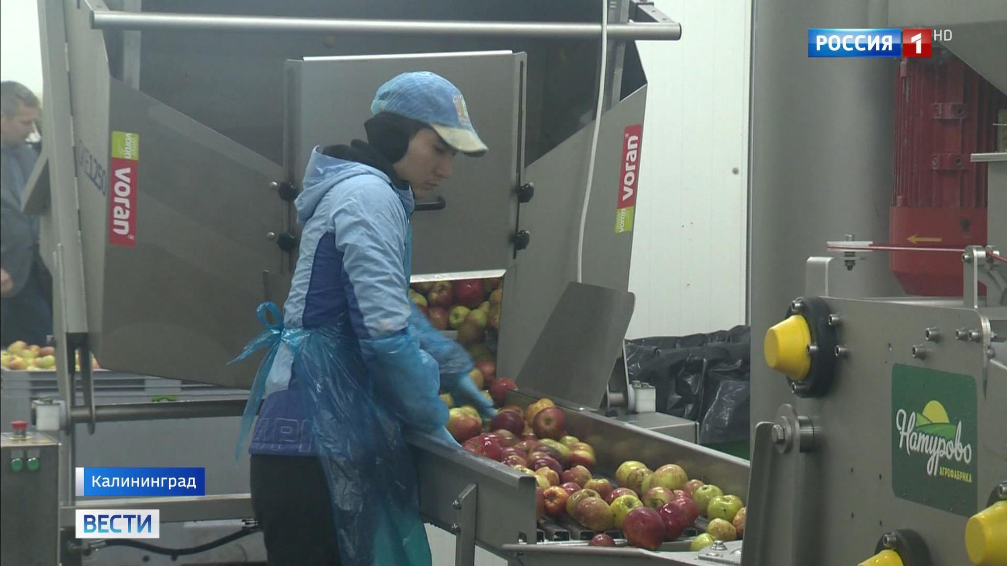 Russian Farmers Are on the Way to Taking Over the EU’s Apple Juice Markets