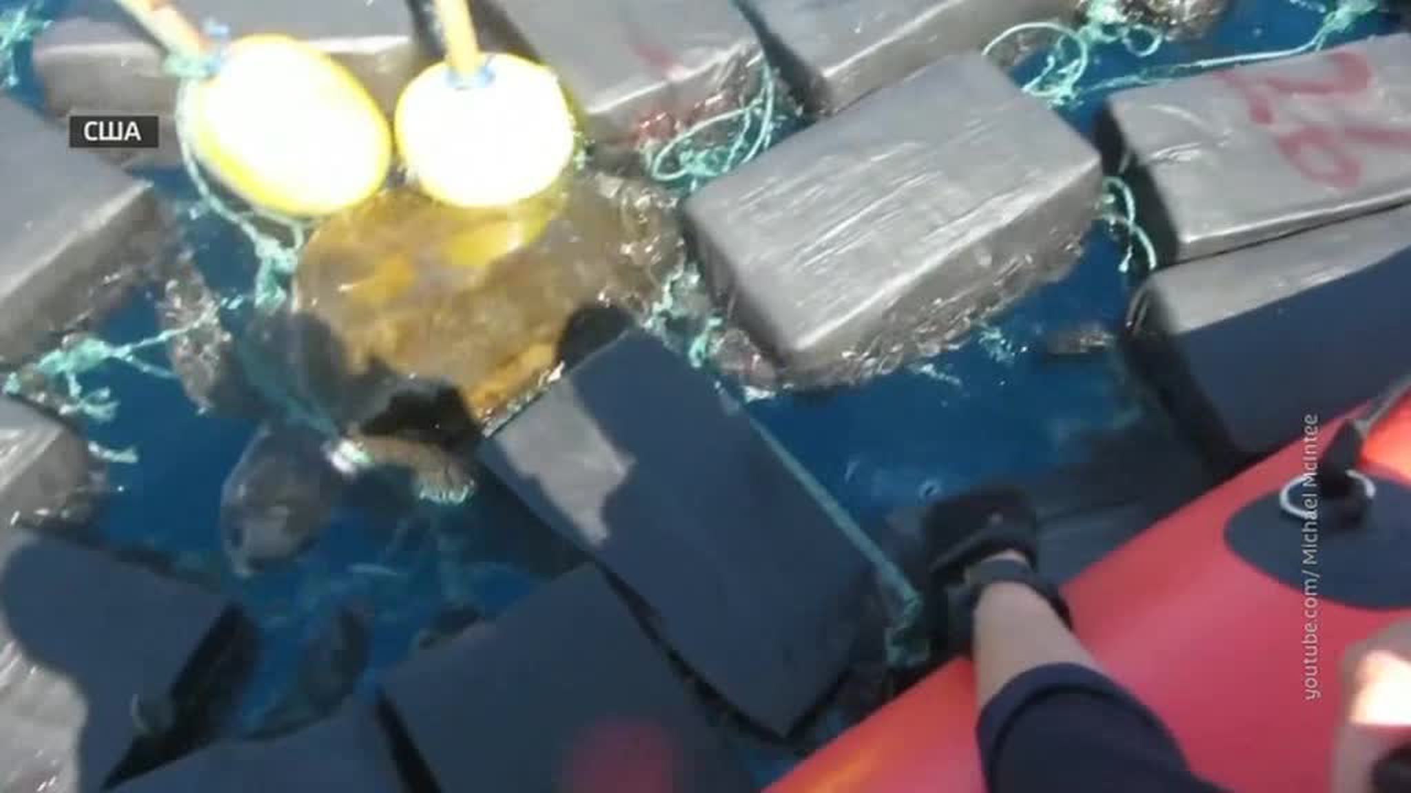 Американские полицейские спасли черепаху из "моря" кокаина