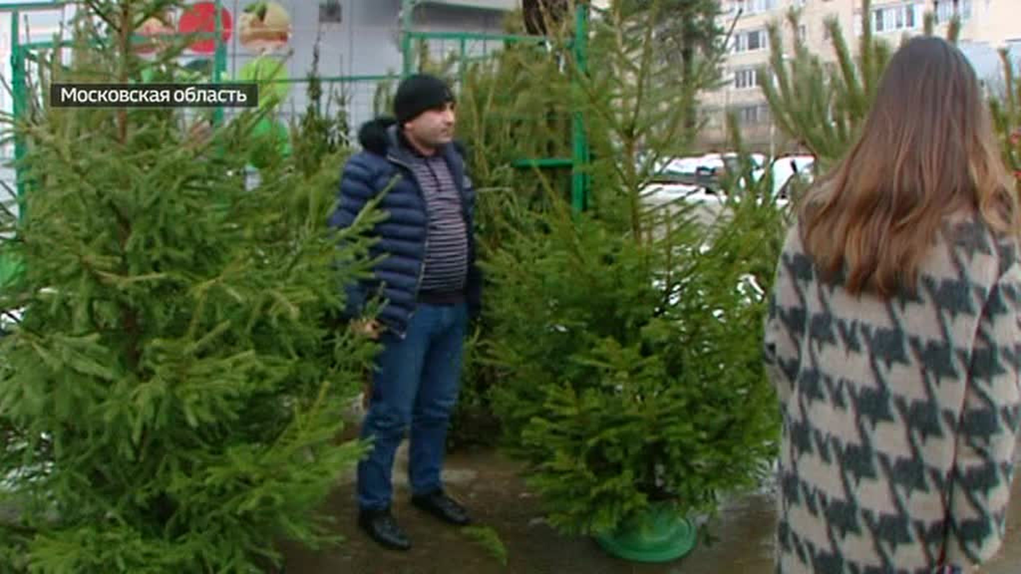 Выбор новогодней елки: как не принести в дом паразита