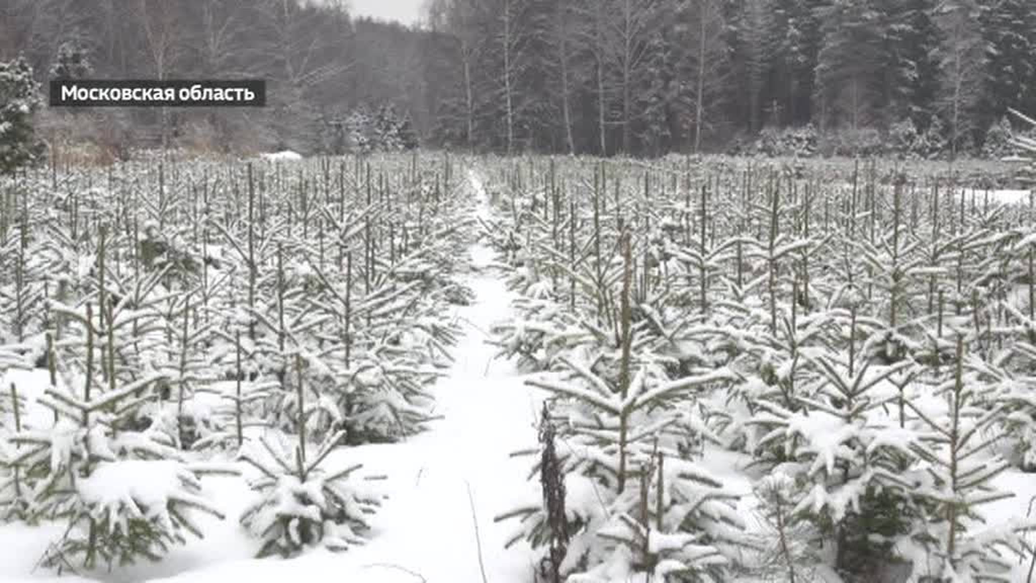 В России официально начали продавать новогодние ели