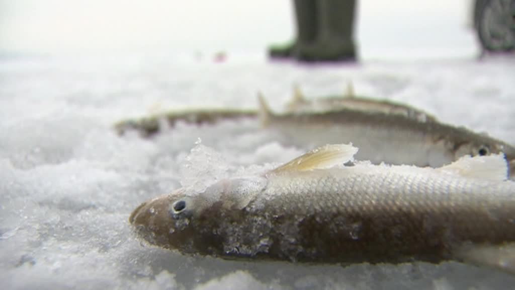 Ice Sheets Refuse to Hold; Dangerous Winter Fishing in Primorye Due to Warmer Temperatures
