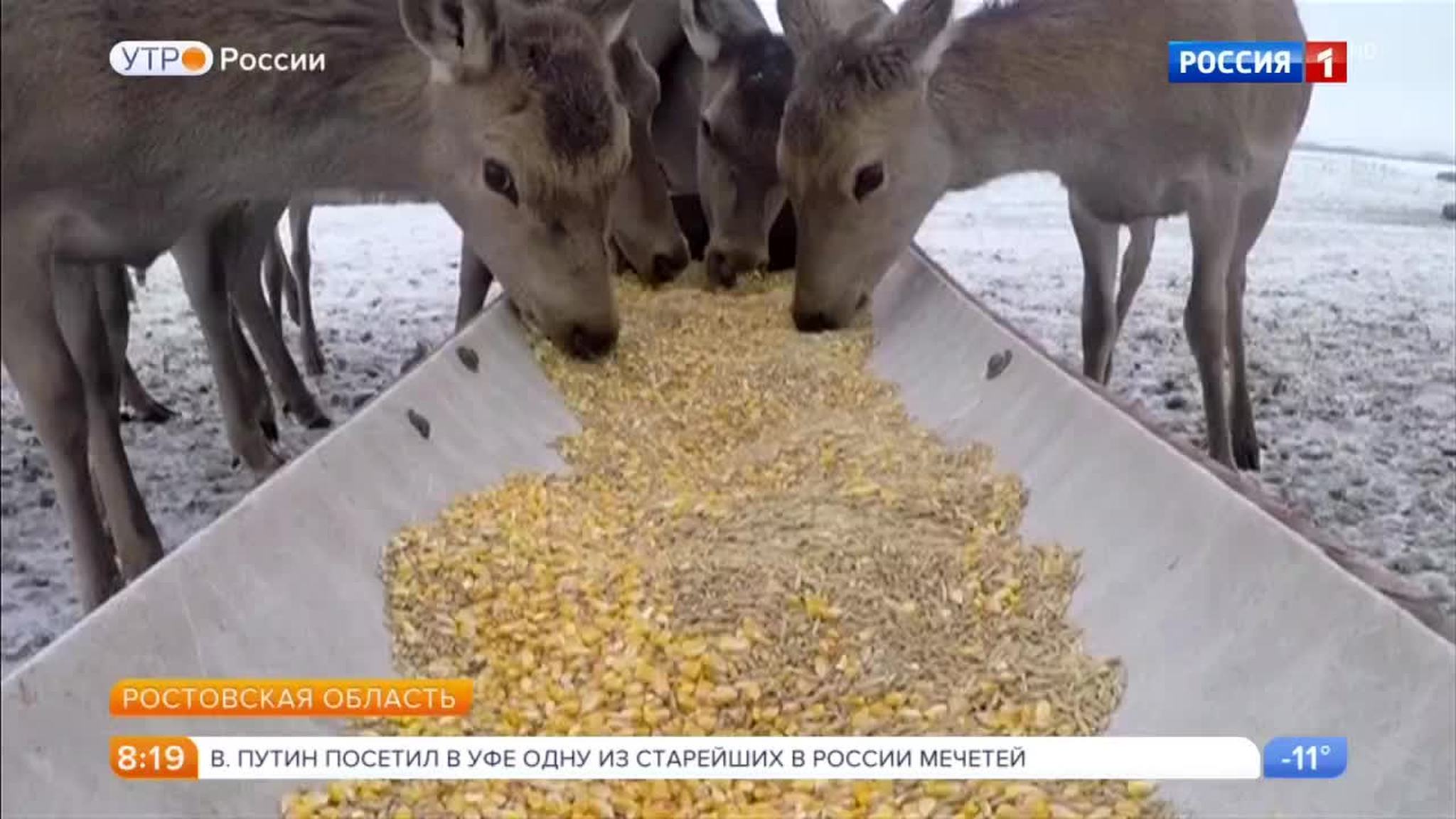 Эфир от 25.01.2018