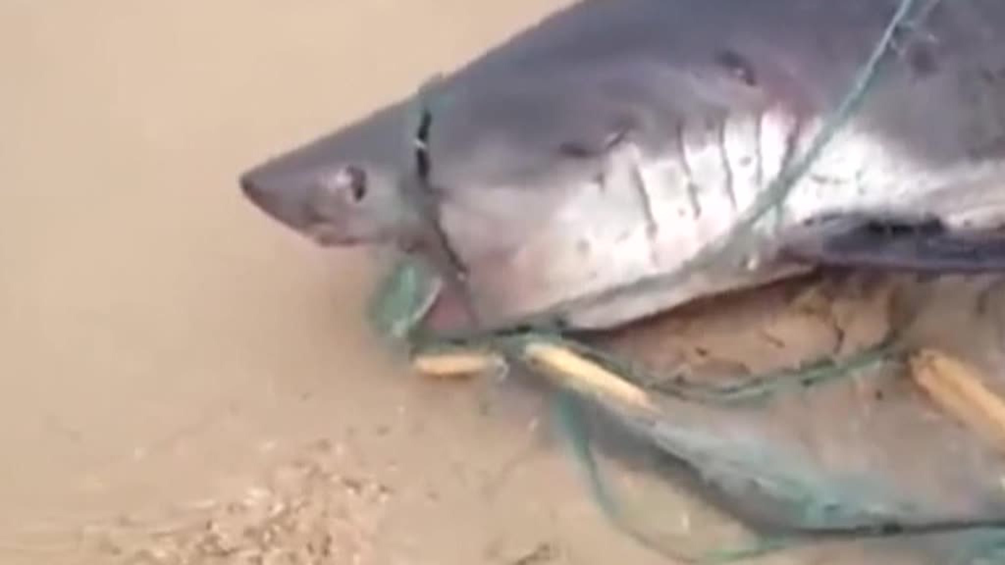 New Discovery Off Sakhalin: Great Whites Have Made Themselves at Home On Russia’s Eastern Coast
