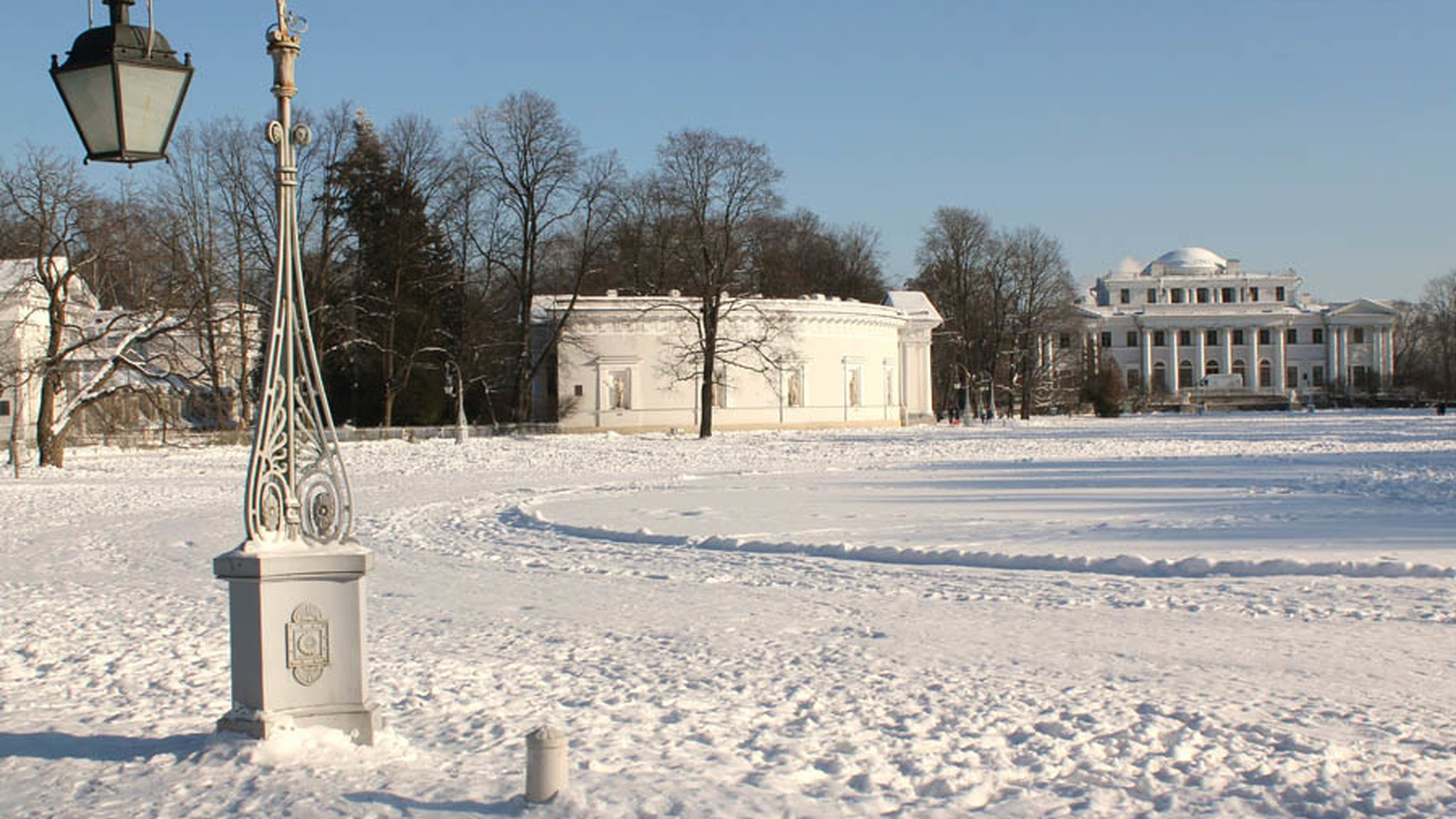 В Петербурге 300-летний дуб на Елагином острове признали памятником живой природы