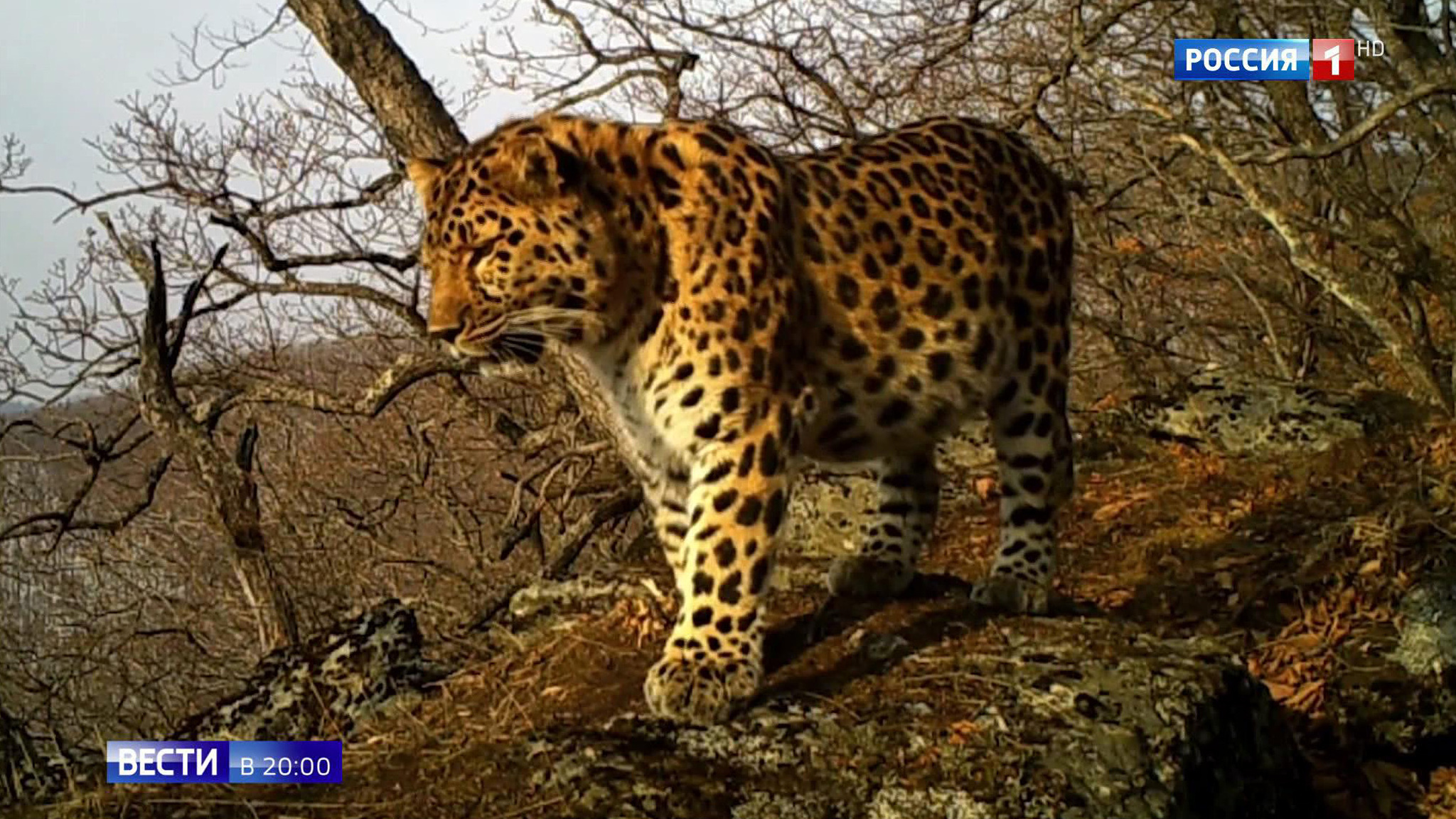 Spotted Leopard Makes Unexpected Comeback - Big Cat Population Takes Off in Russian Region