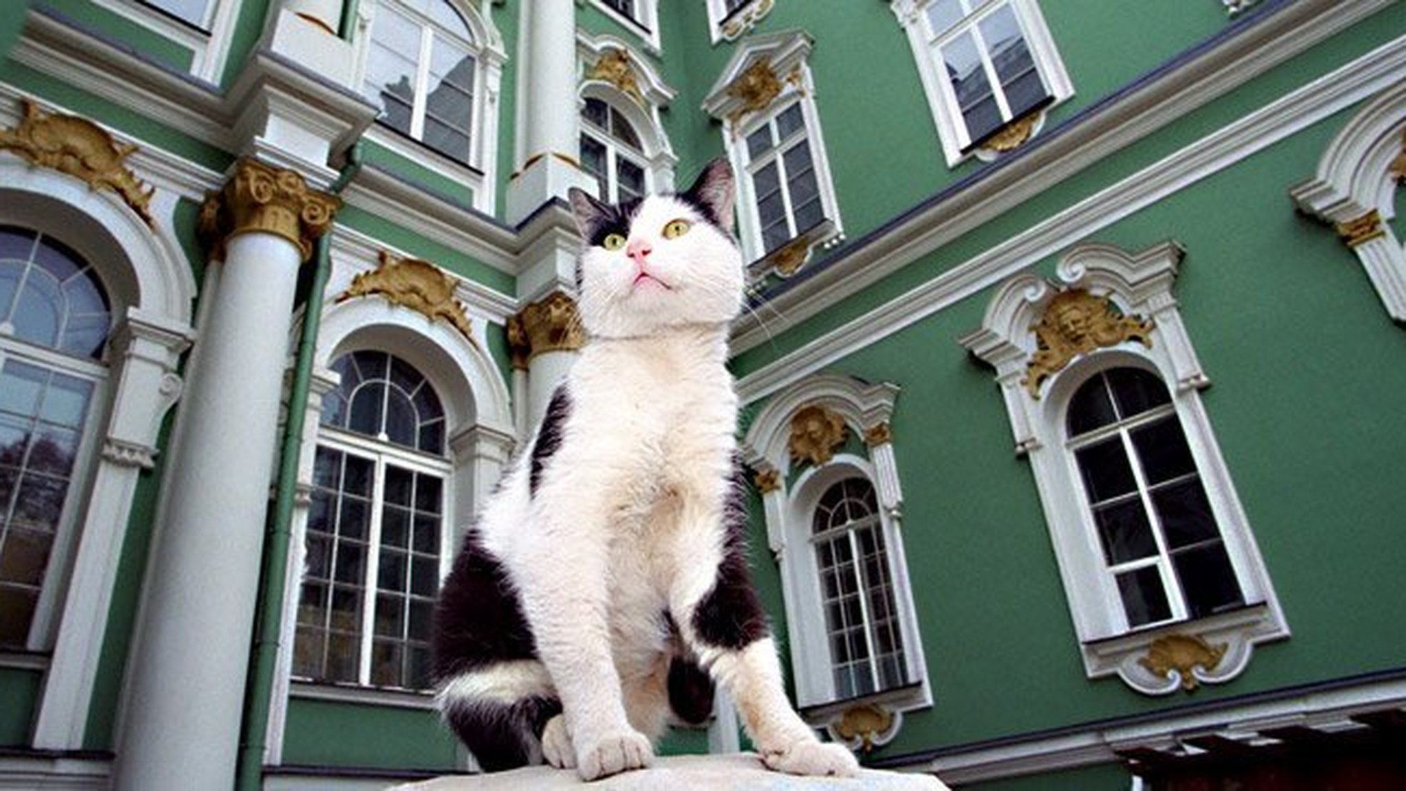 Почти в 20 культурных учреждениях Петербурга живут и "работают" кошки