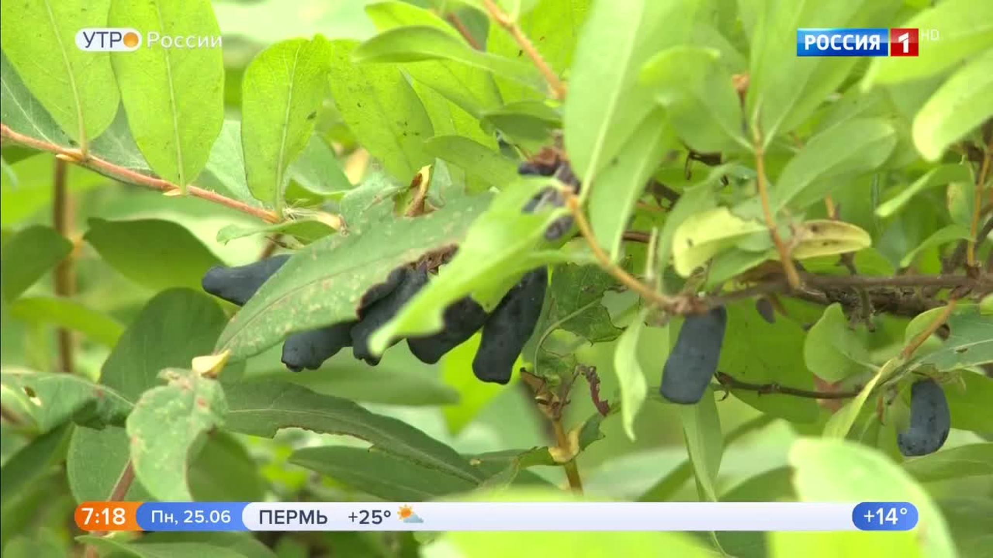 Эфир от 25.06.2018