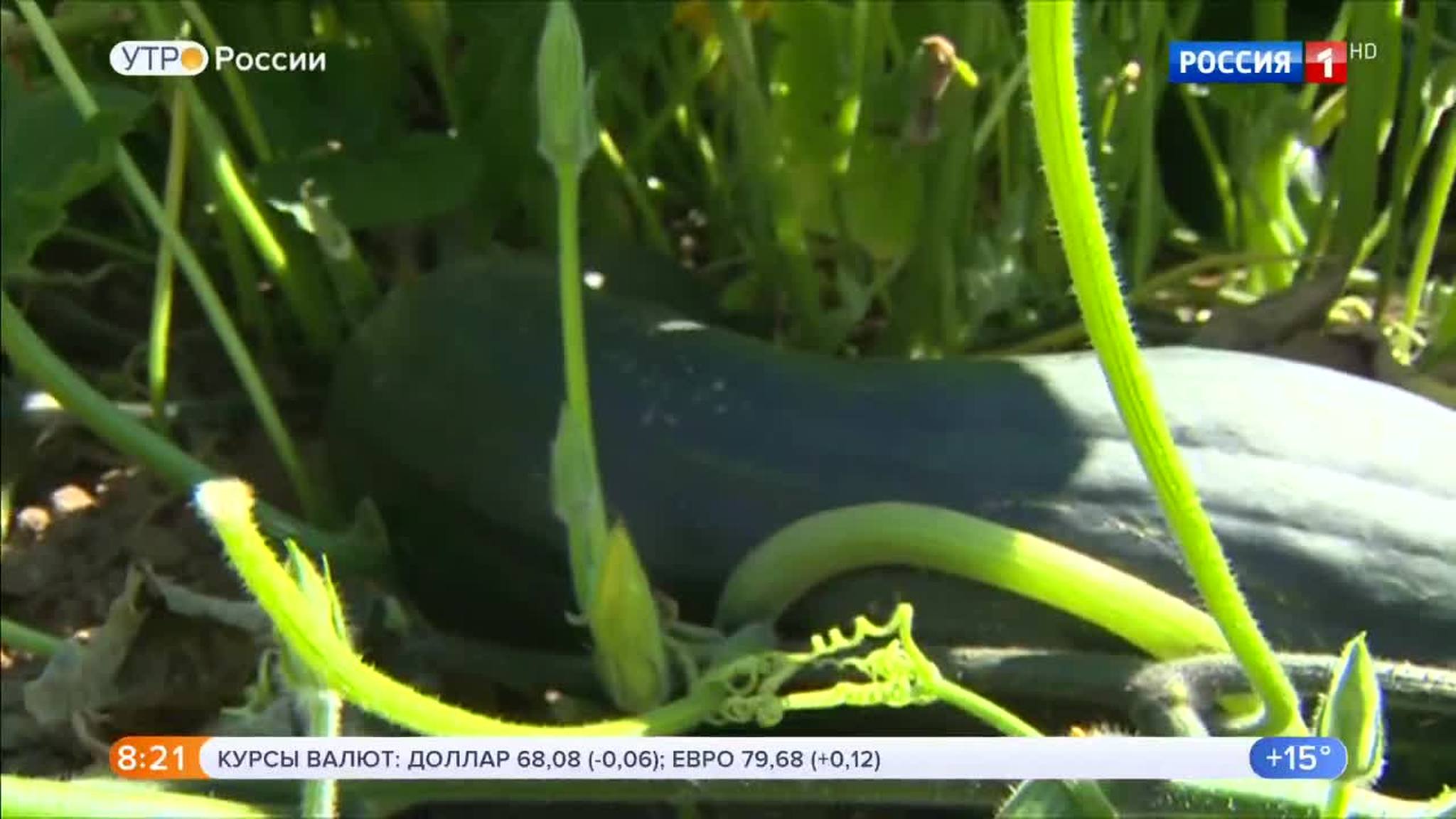 Эфир от 31.08.2018