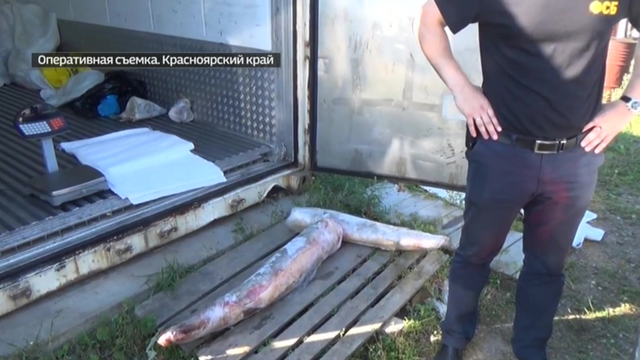 Красноярские браконьеры нашли удобный способ перевозки рыбы