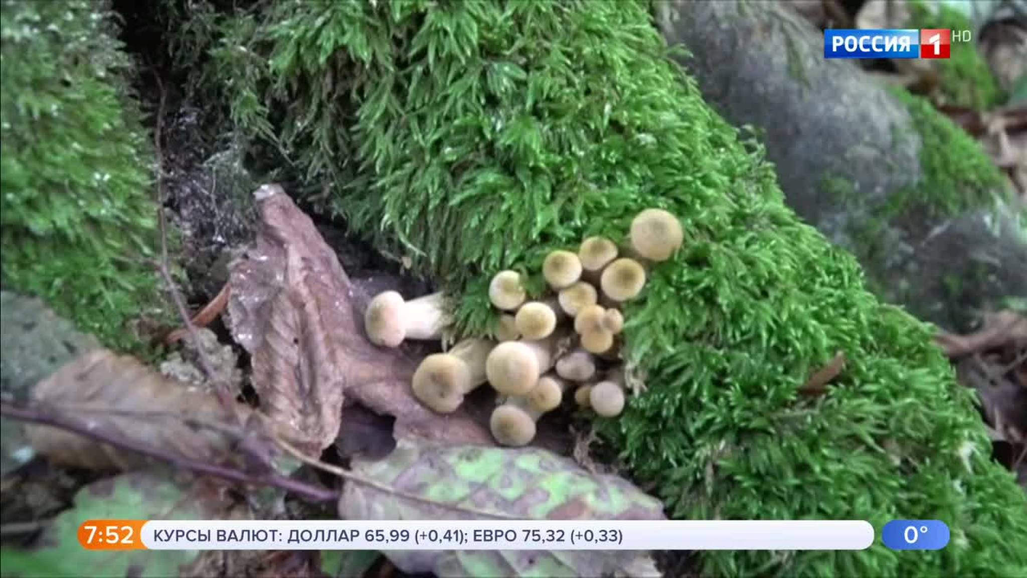 Эфир от 07.11.2018