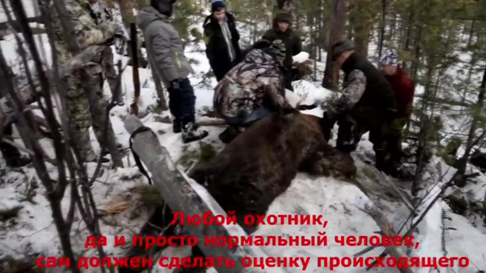 Иркутского губернатора заподозрили в незаконной охоте на медведя
