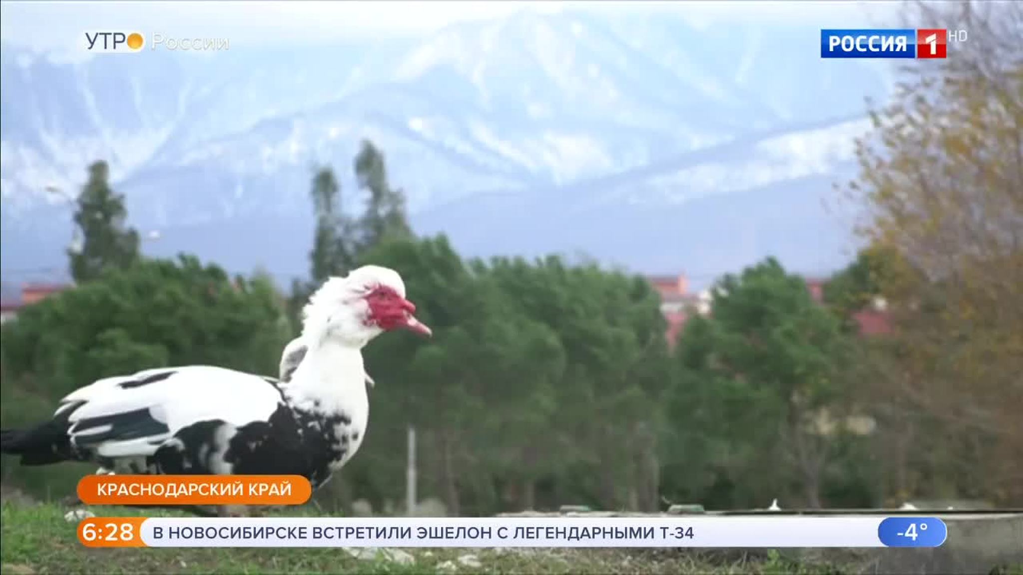 Эфир от 17.01.2019 (05:00)