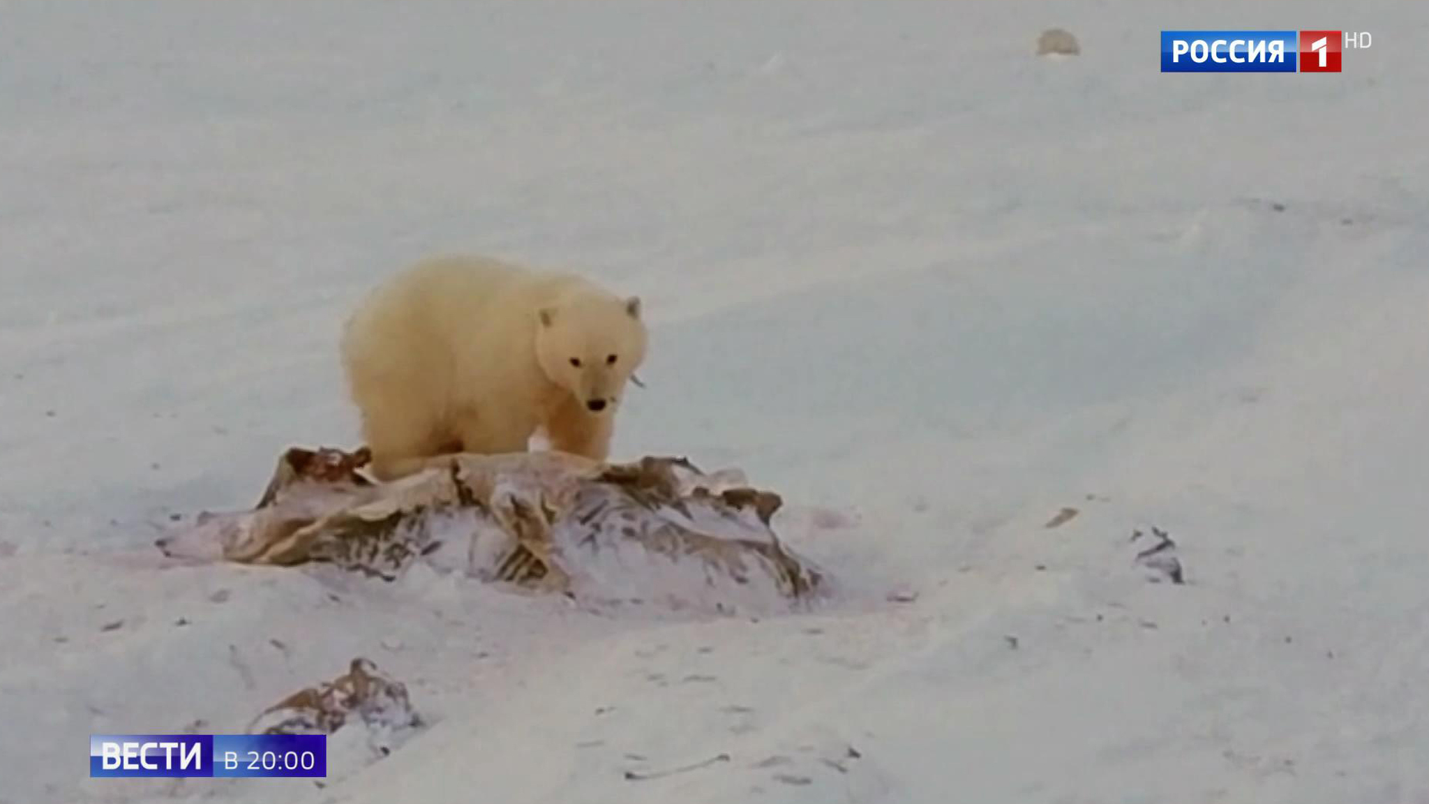 Эфир от 25.01.2019 