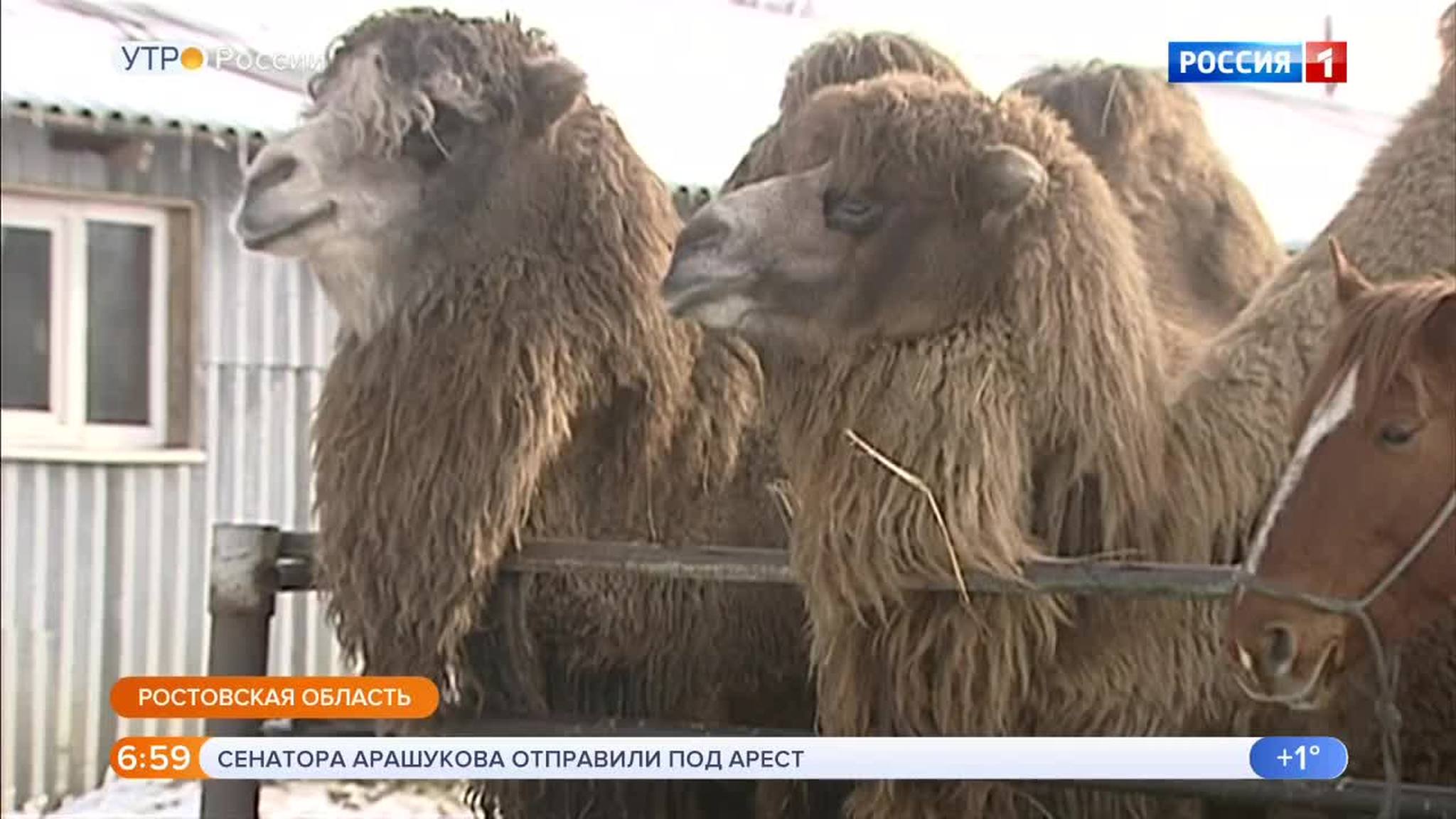 Эфир от 31.01.2019 (05:00)