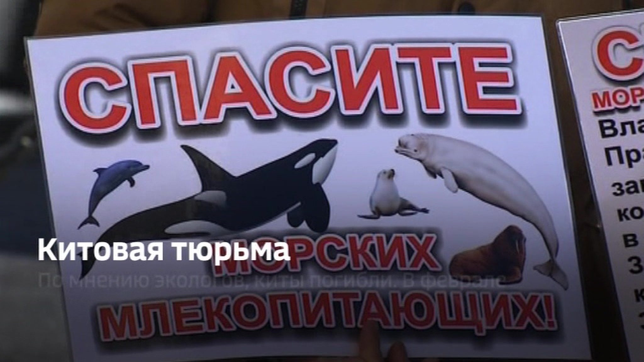 Против организаторов "китовой тюрьмы" возбуждены административные дела