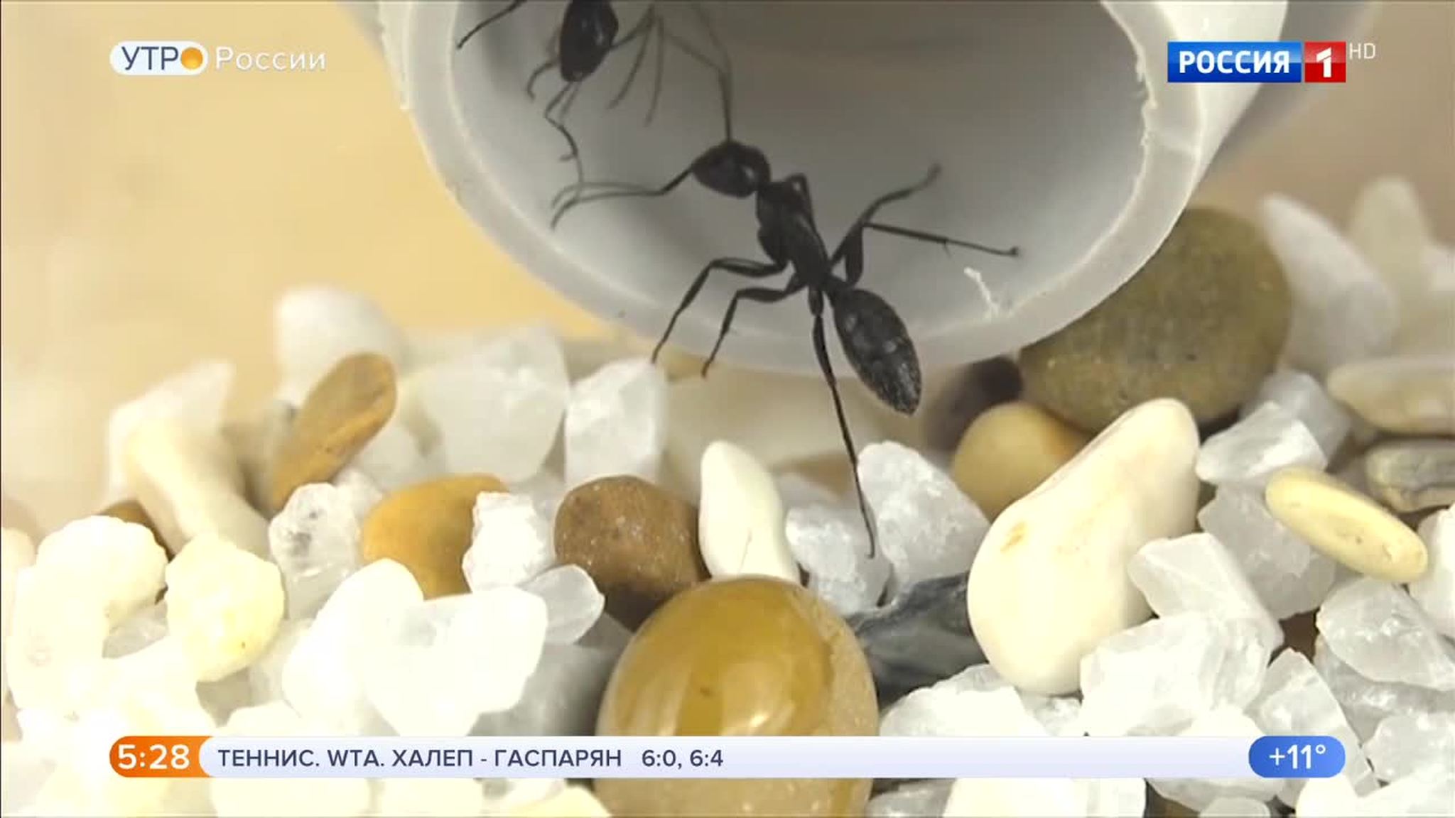 Эфир от 06.05.2019 (05:00)