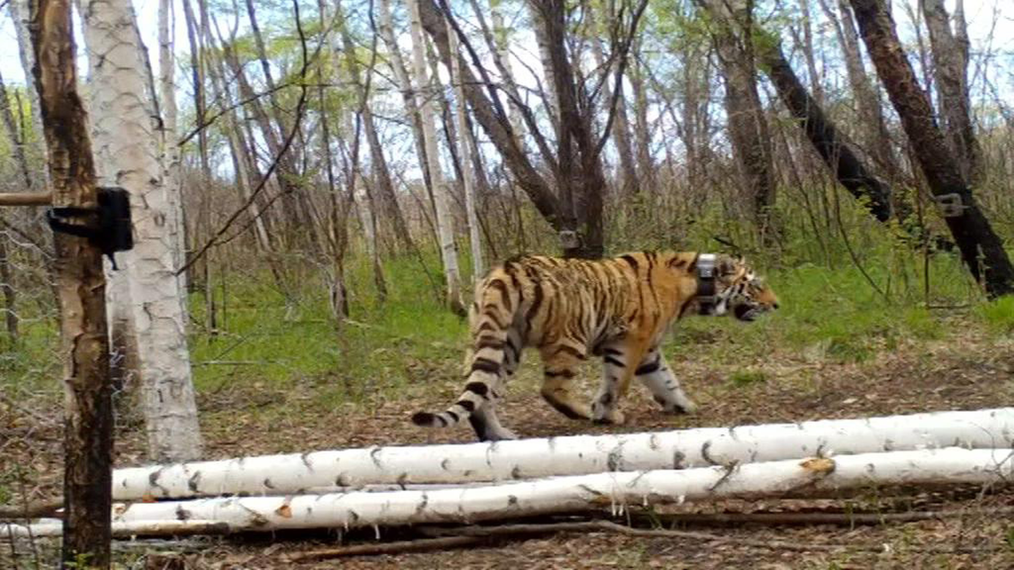 В Амурской области выпустили на волю двух молодых тигров
