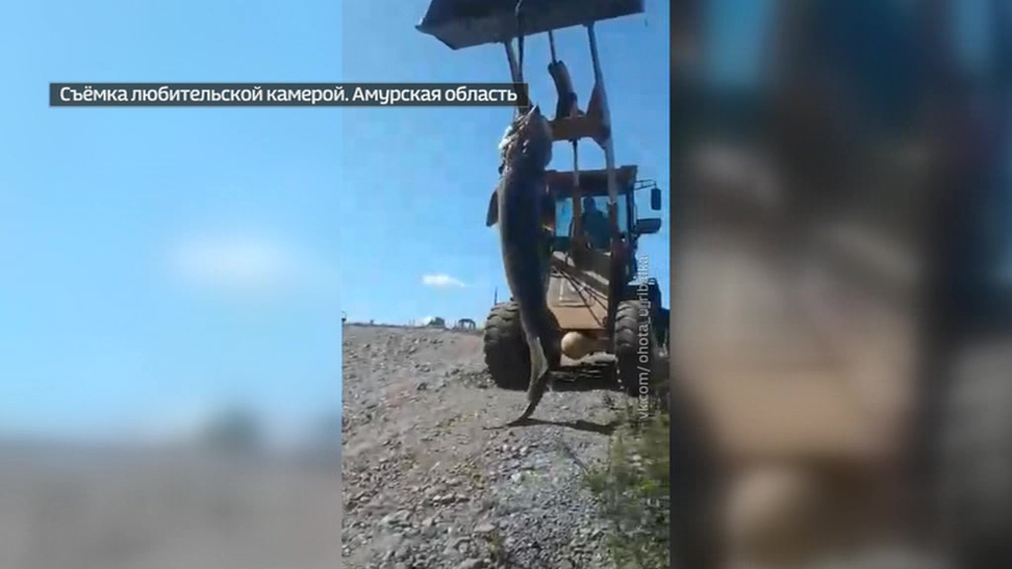 Рыба не их мечты: за хвастовство в соцсетях рыбаков могут привлечь к ответственности