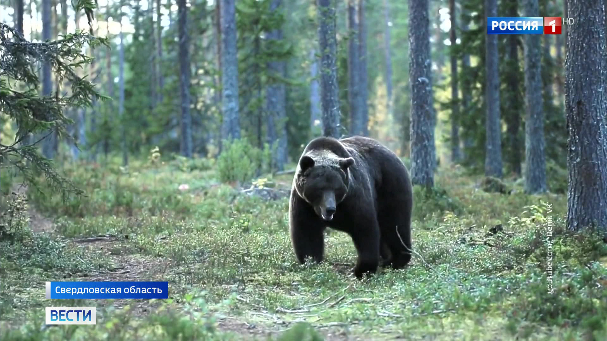 На Урале спасли мужчину, которого 6 часов преследовал медведь